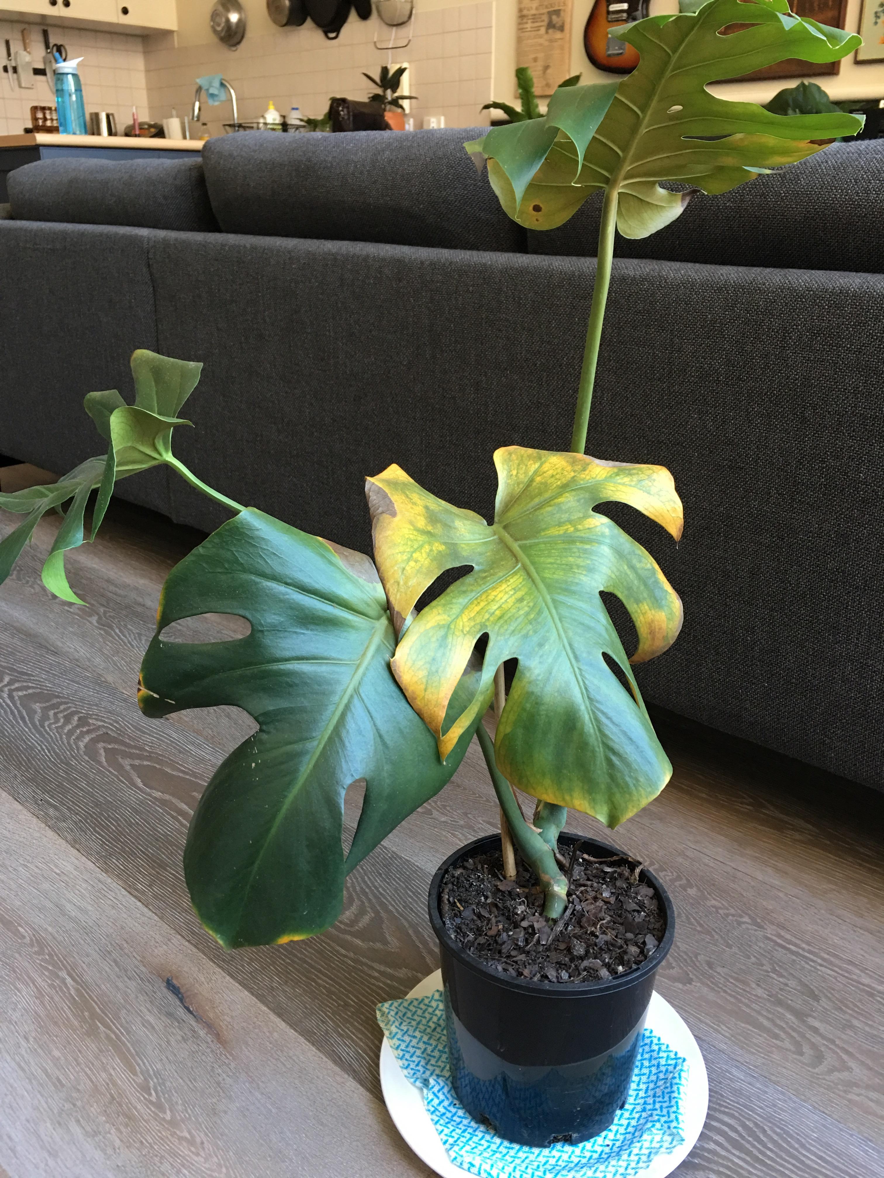 Help! Ever leaf on my monstera is turning yellow. It’s been healthy for