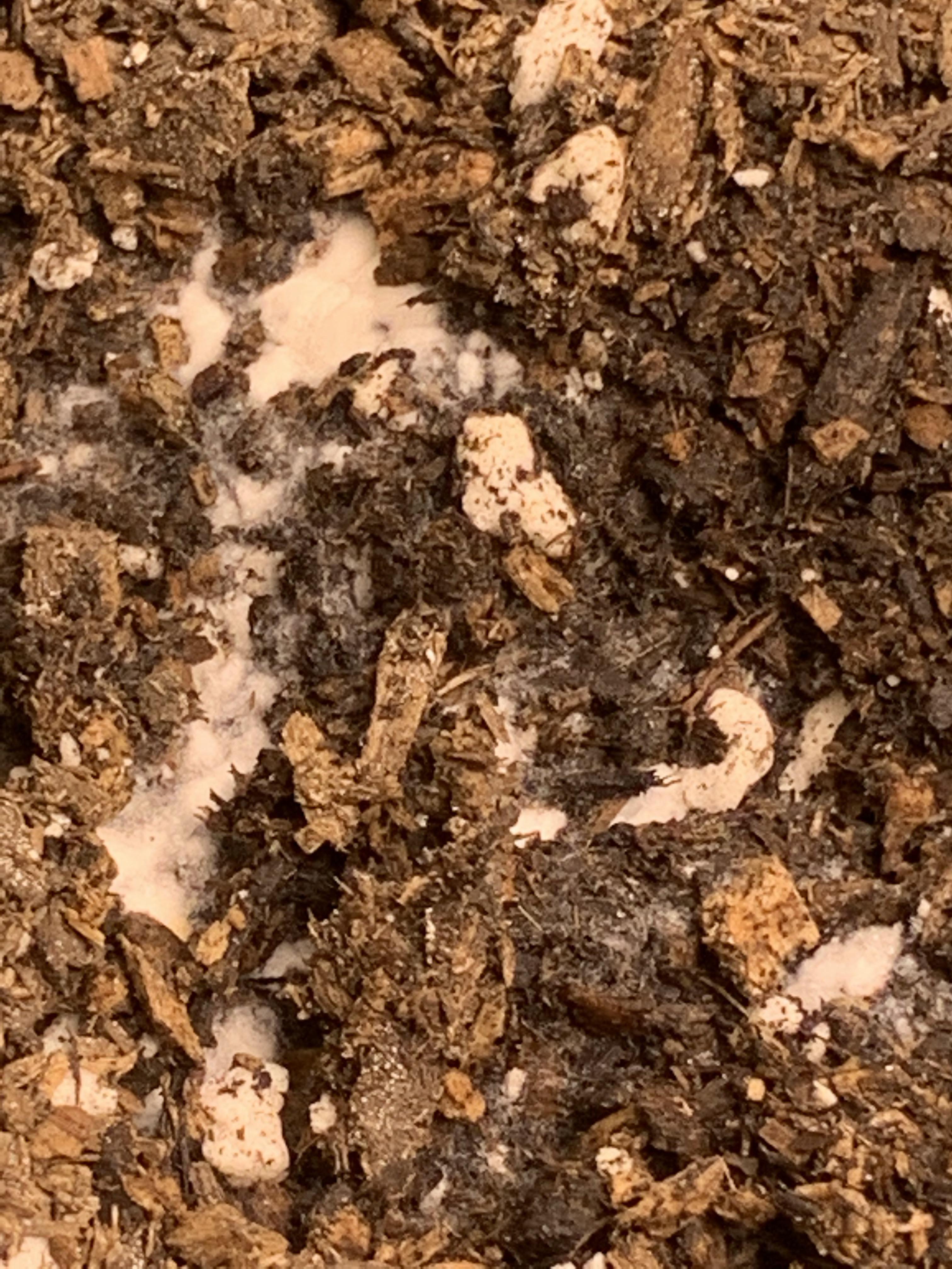 Mold in soil? Fox farm happy frog/ ffof mix. What should I do I am