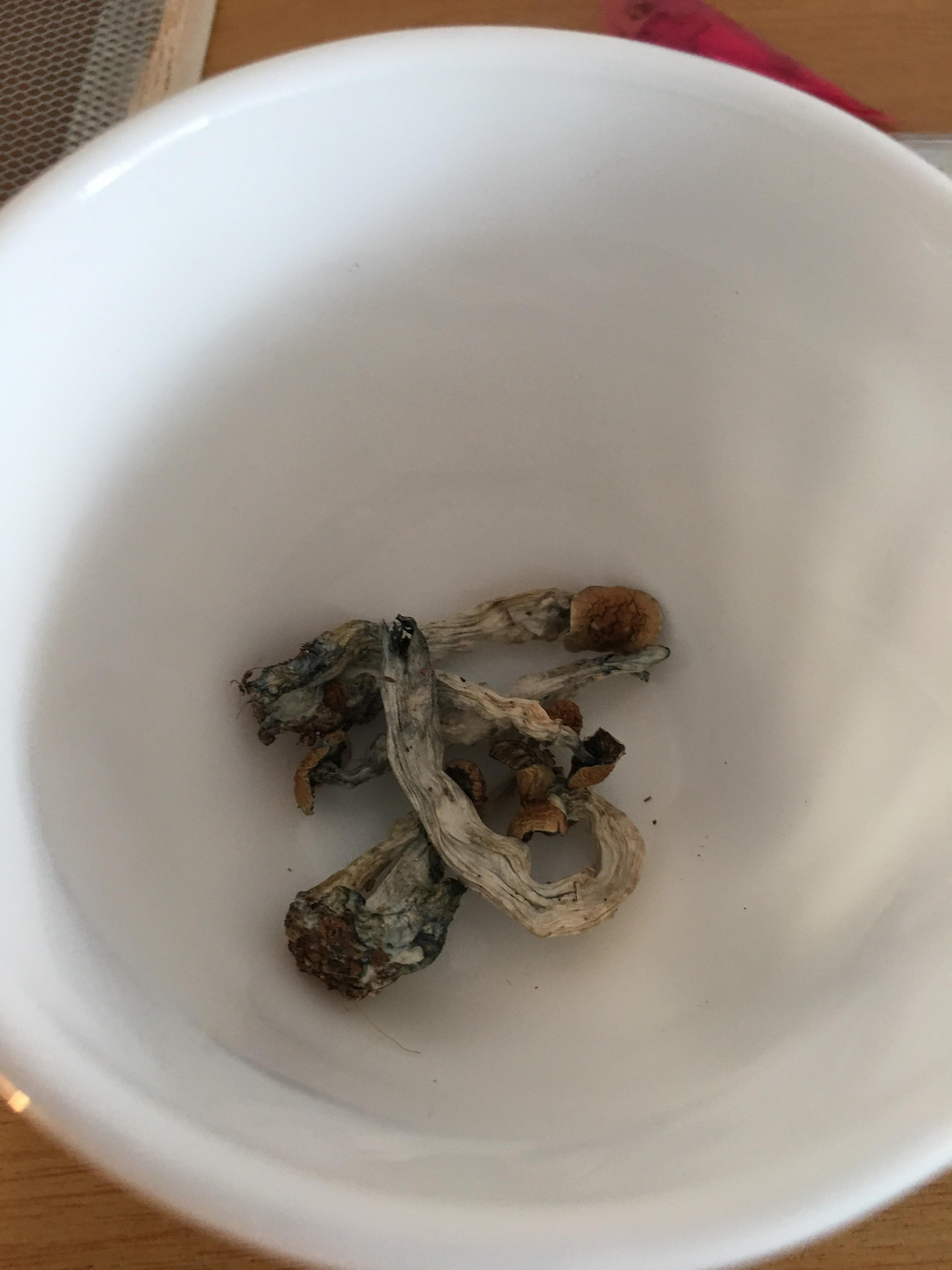 Can you use spores instead of tissue sample when making a Liquid