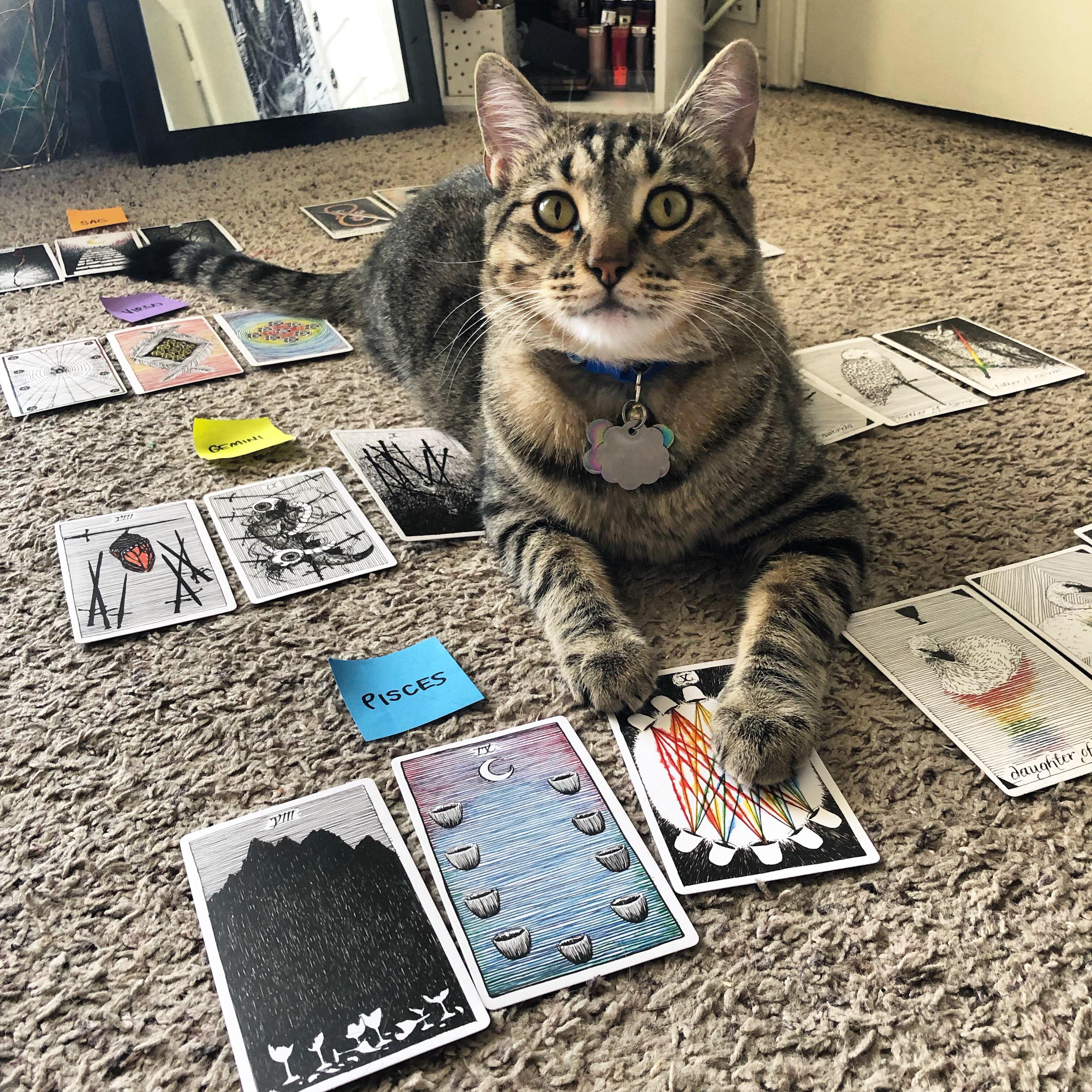 the cards say.......pet me!! r/tarot