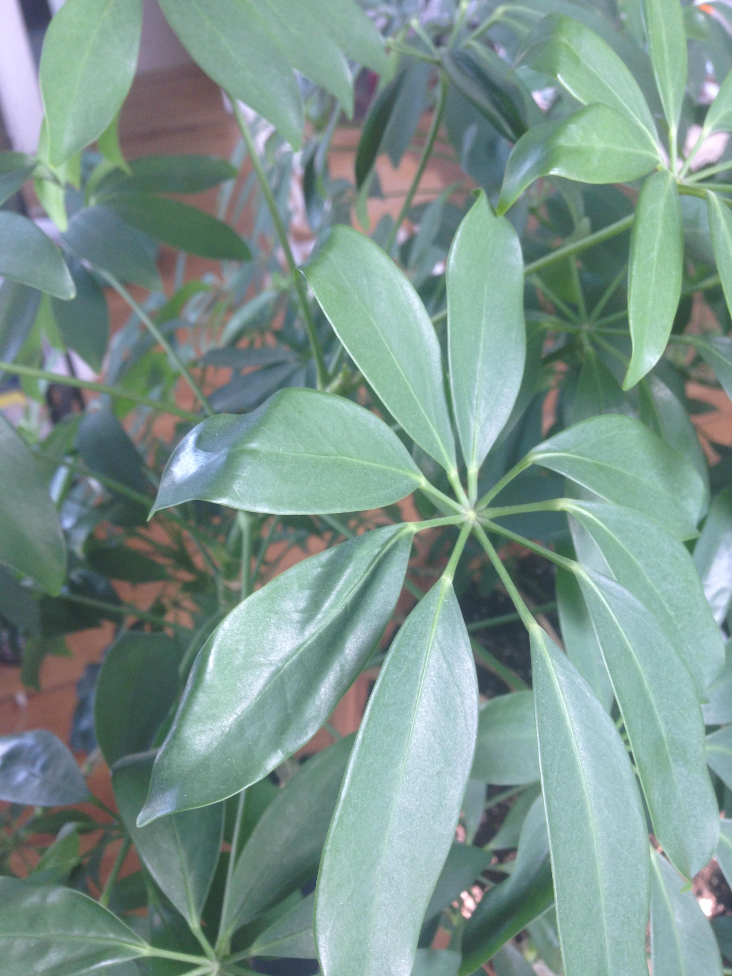 New to the sub. Anyone have any idea why this Umbrella plant's leaves