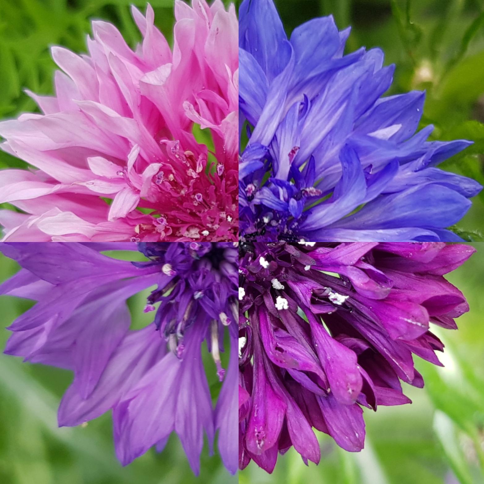 Some of my cornflowers this year r/gardening