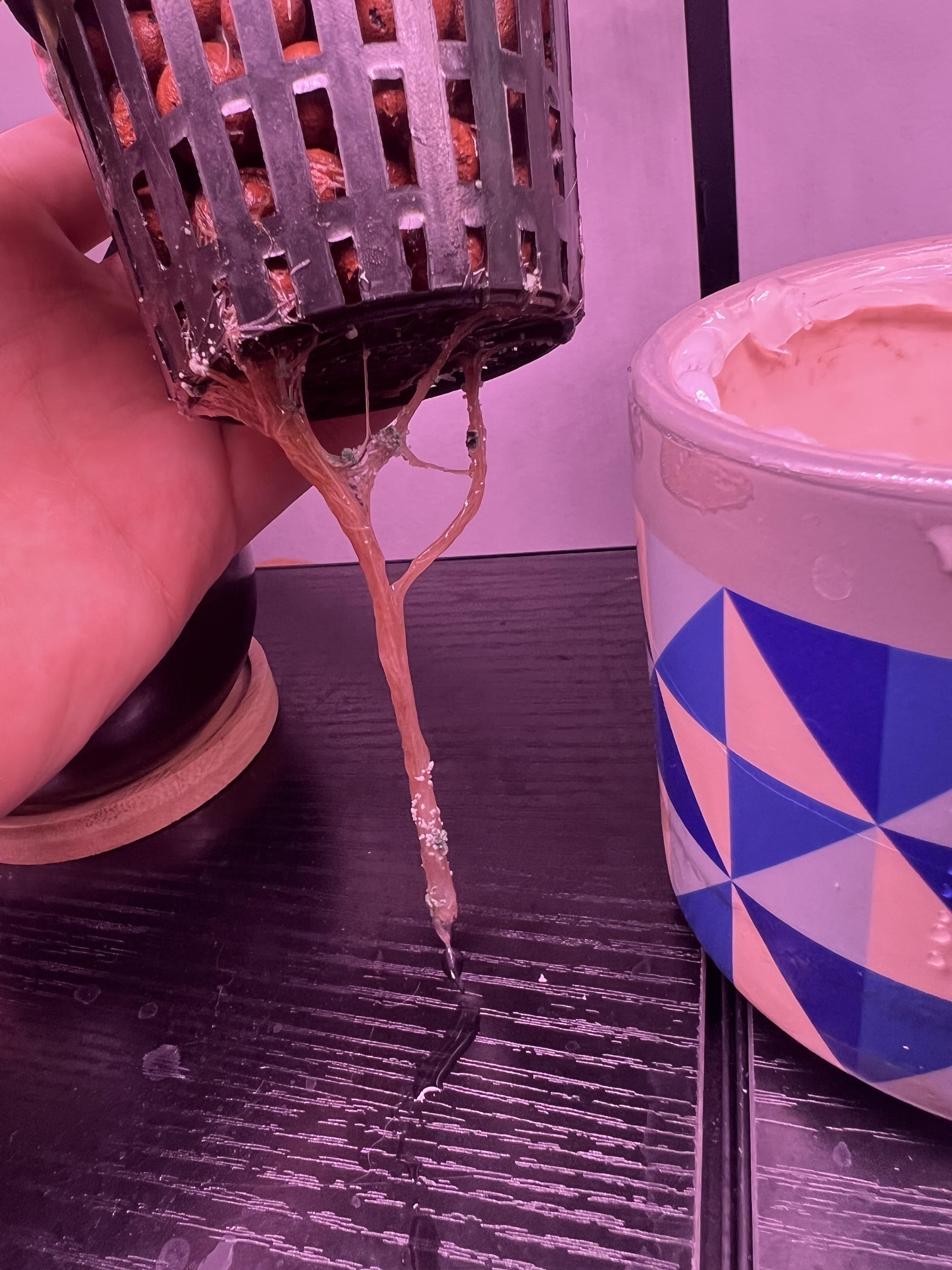 Beginner here.. Mold growing on roots and bottom of net cup. Tried hydrogen peroxide soak. What