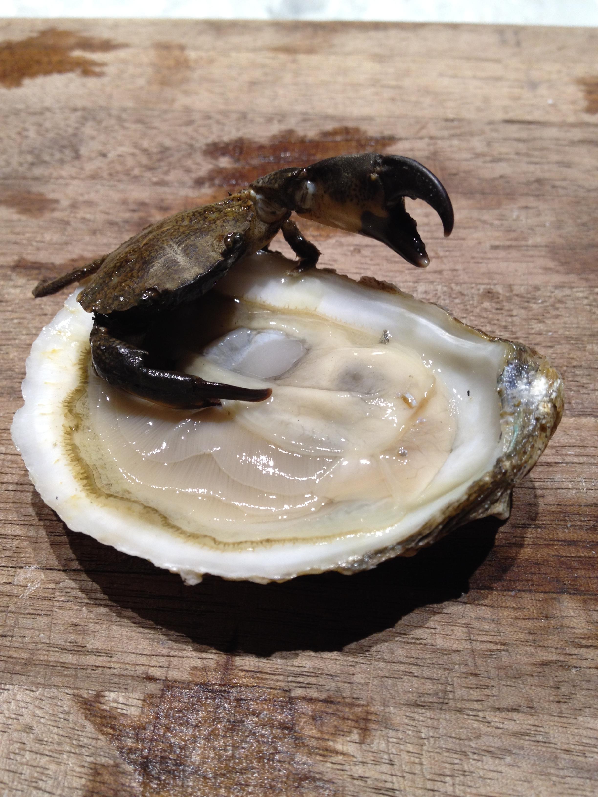 Found this little guy in a bag of oysters. r/pics
