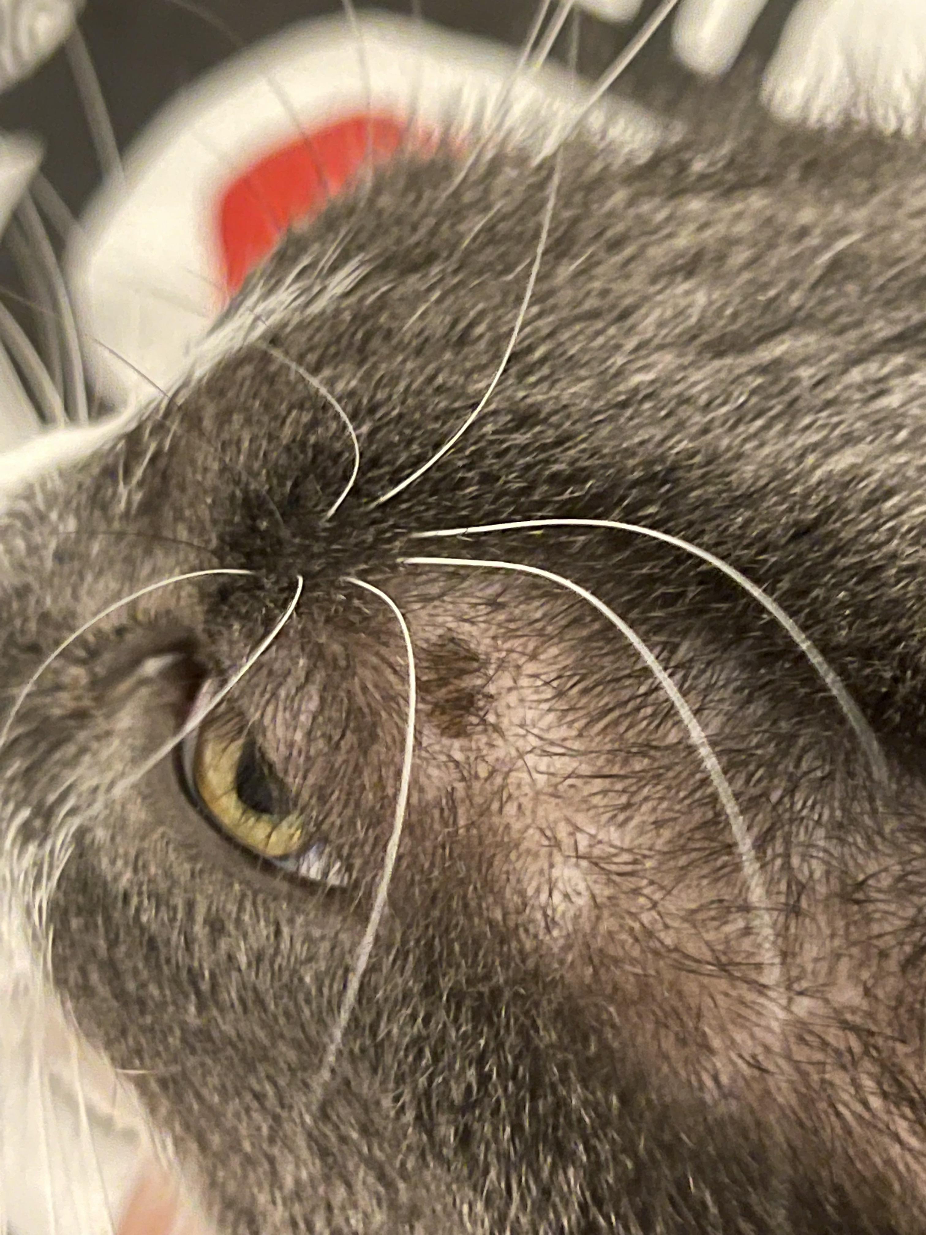 Brown spot & hair loss on cat's head above eye. This showed up recently and I'm not sure what