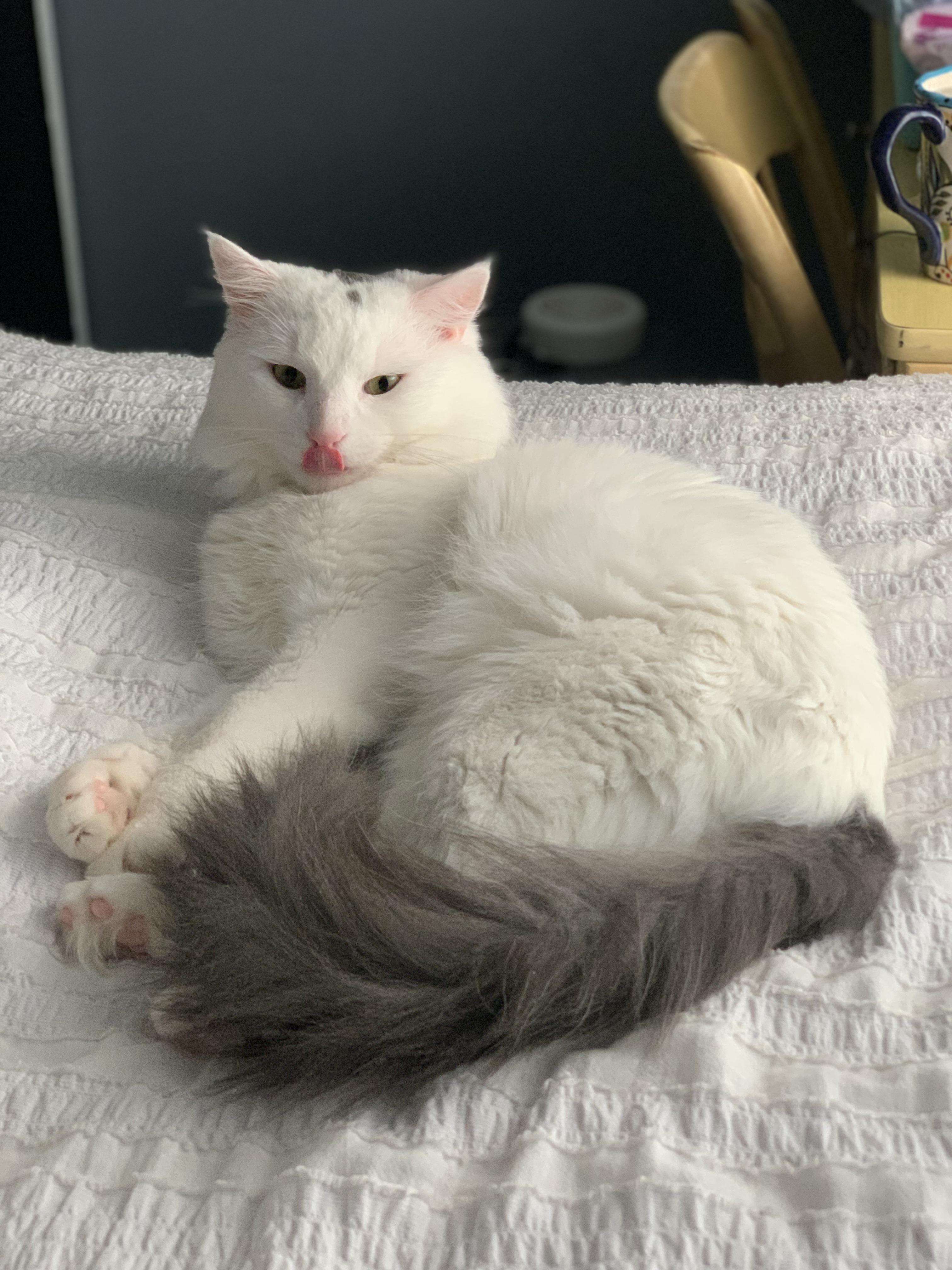 Momo saw i was taking a pic and decided to pose p r/bottlebrush