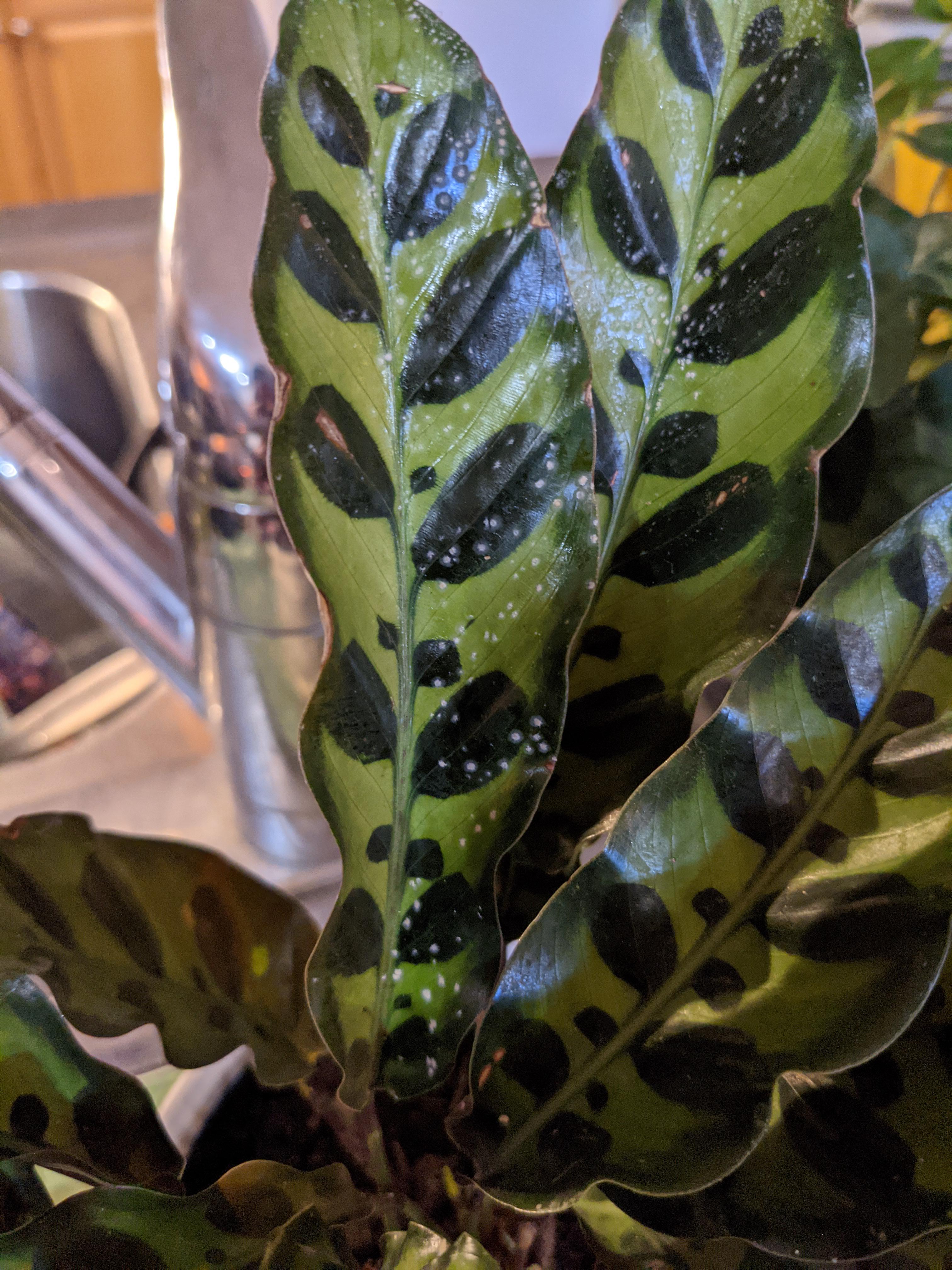 Just bought this from craigslist — what's on the leaves? r/houseplants