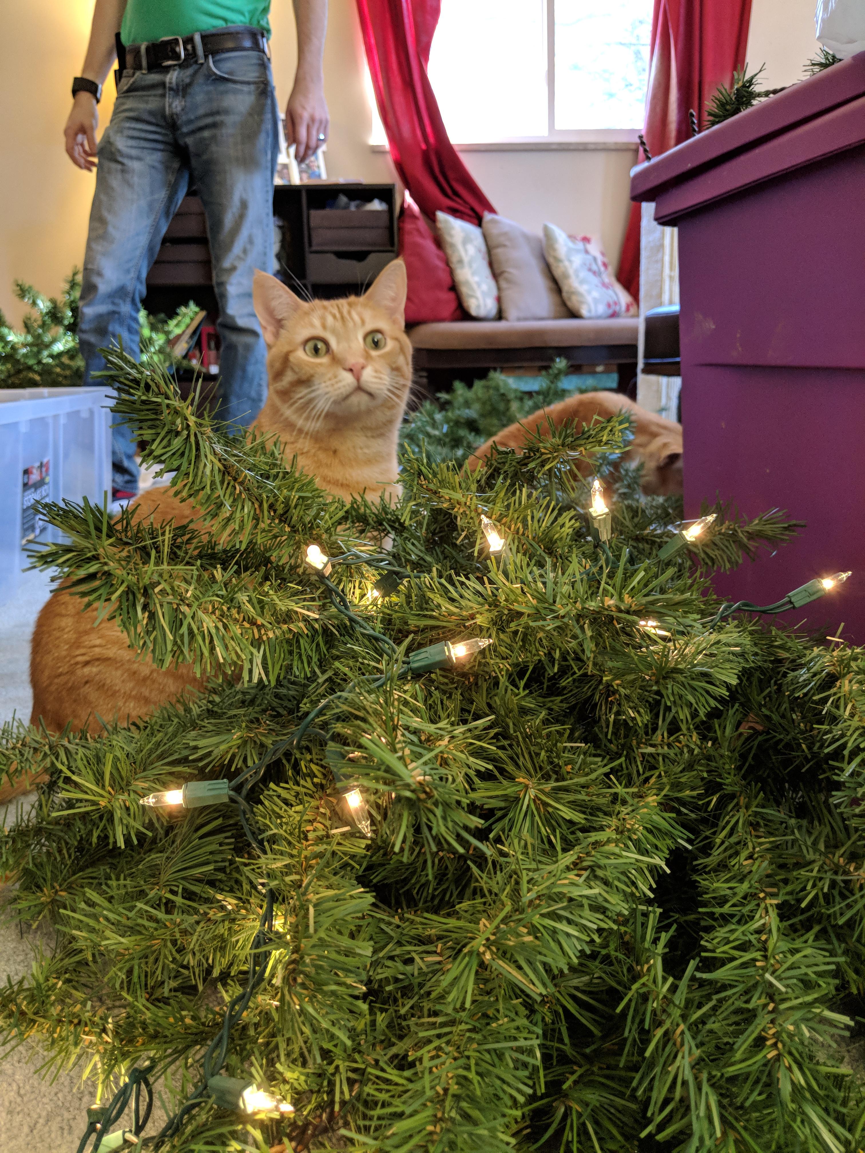 I took his picture (but imo it looks like he just realized he to