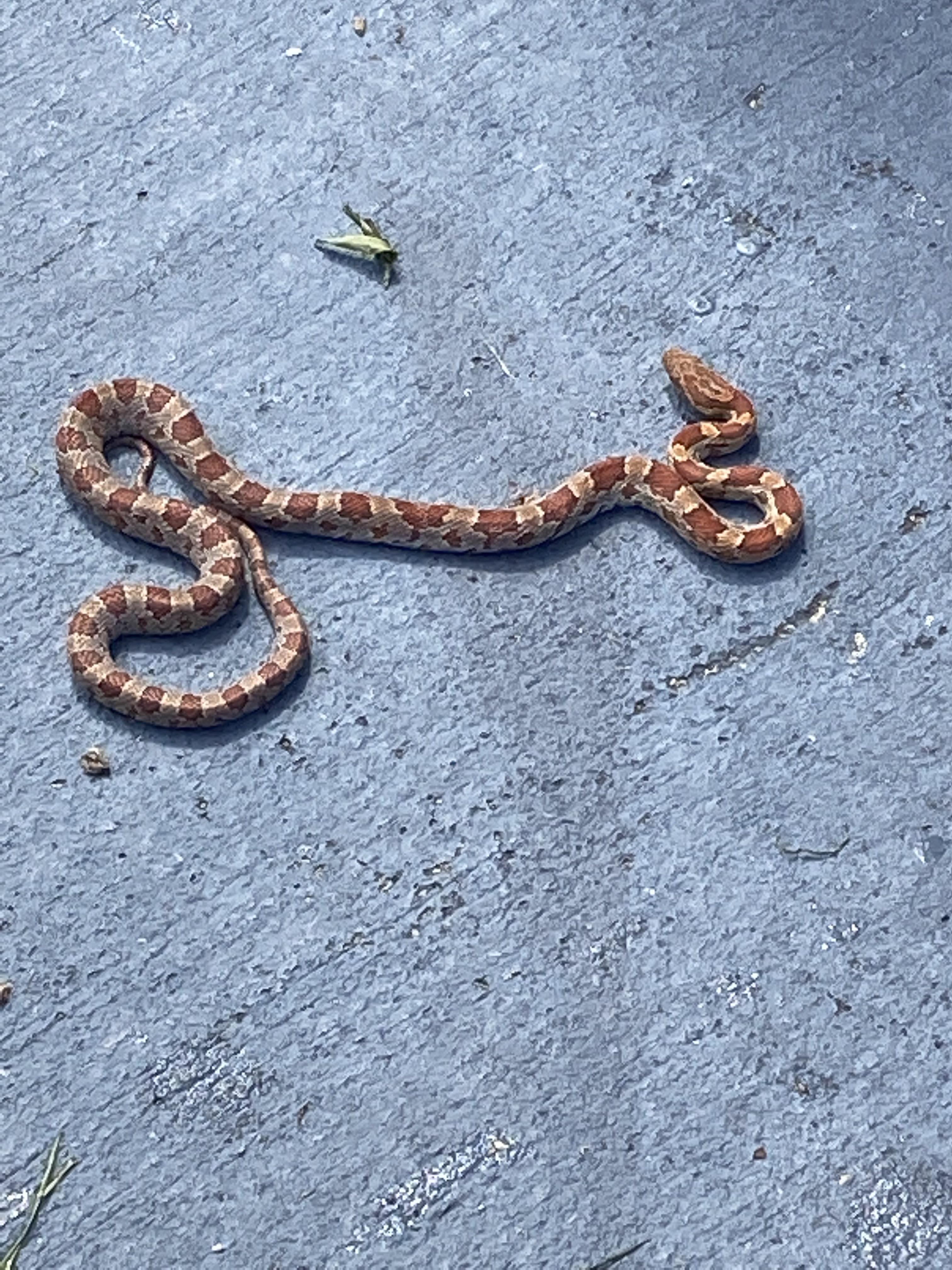 Found in Florida. Anybody know what this guy is and if he’s poisonous