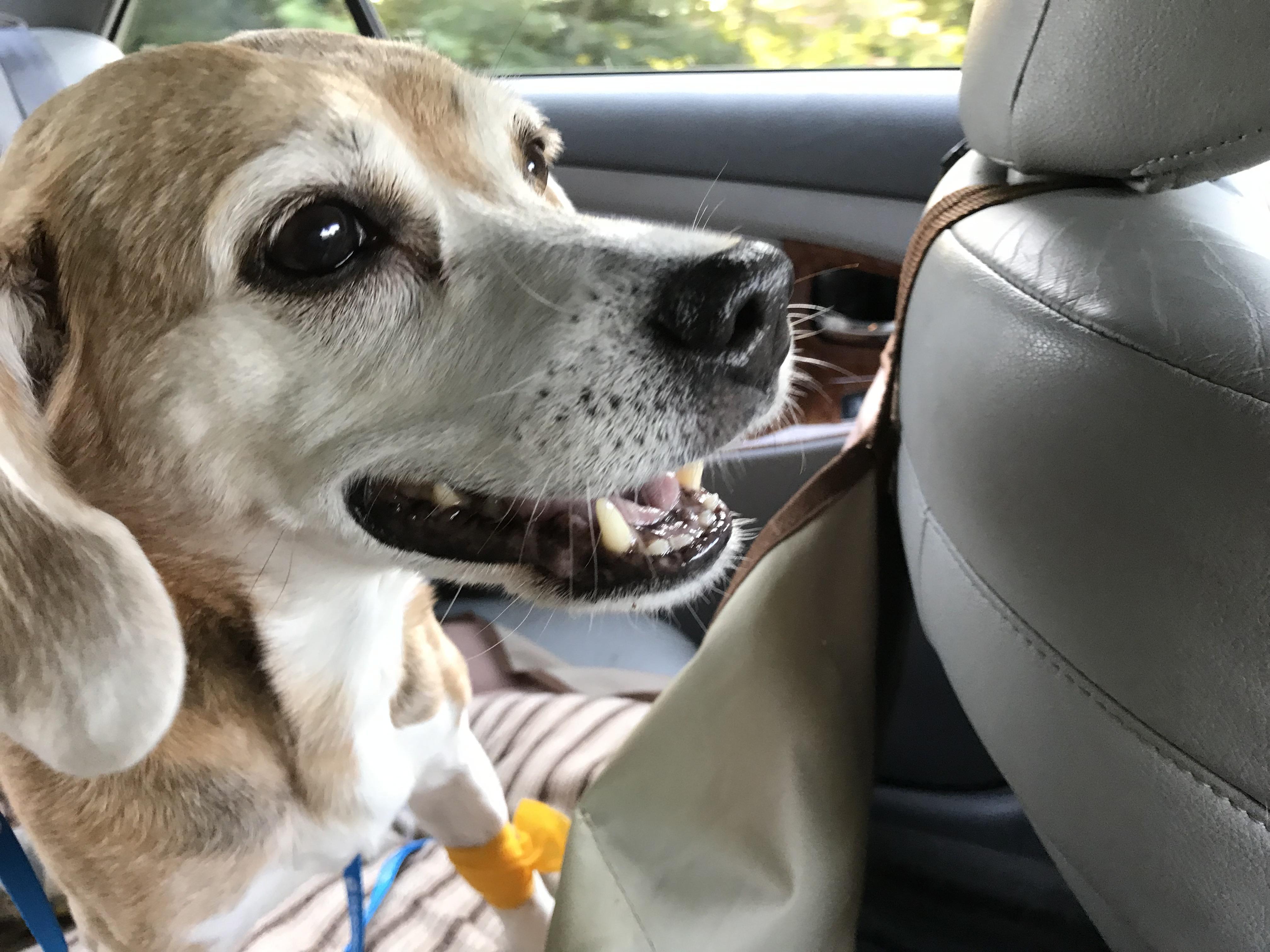 Just released from doggie hospital! Beagles will eat anything