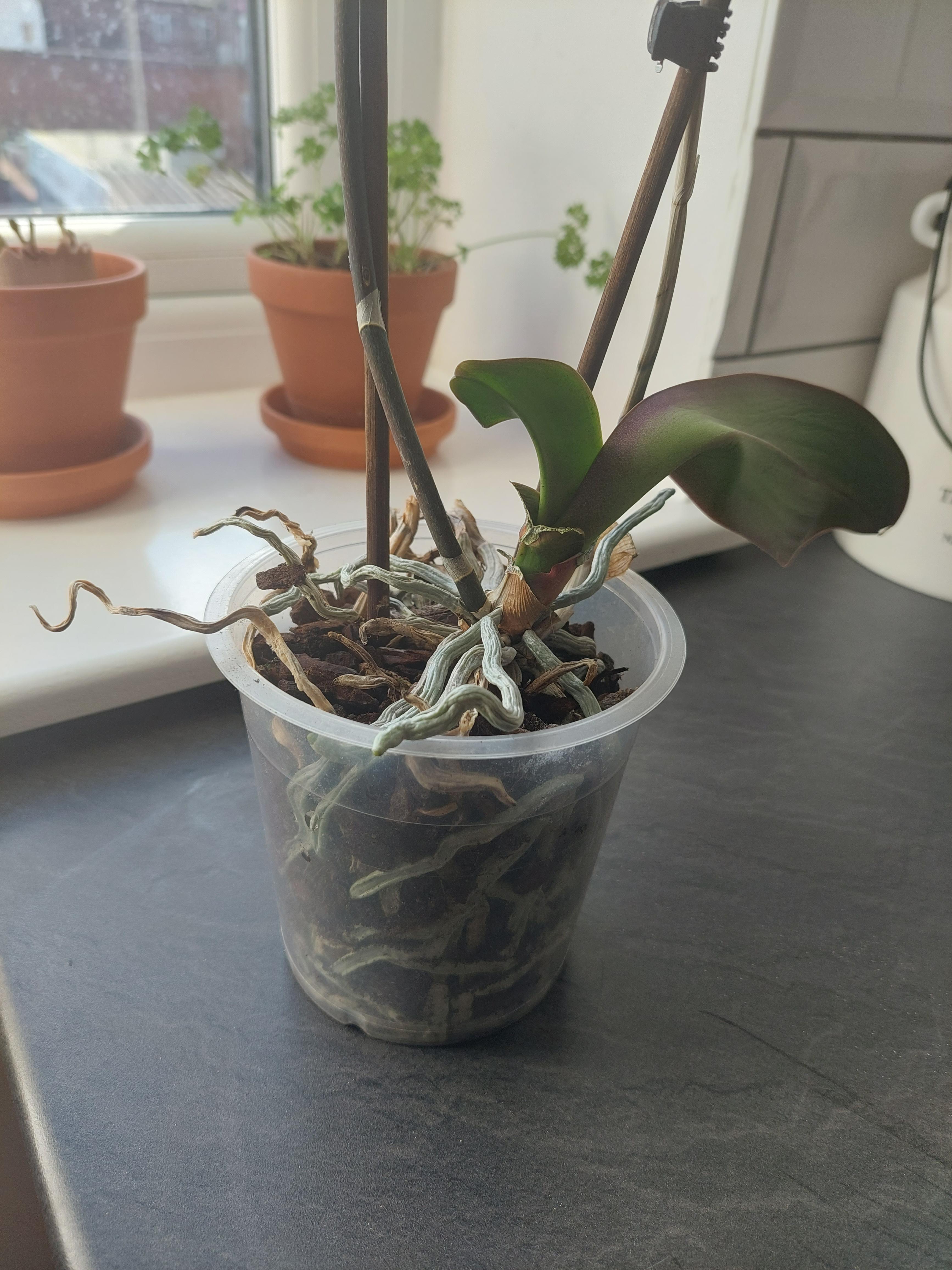 Tips for this one? I've cut off the leaves, should I cut the stems back