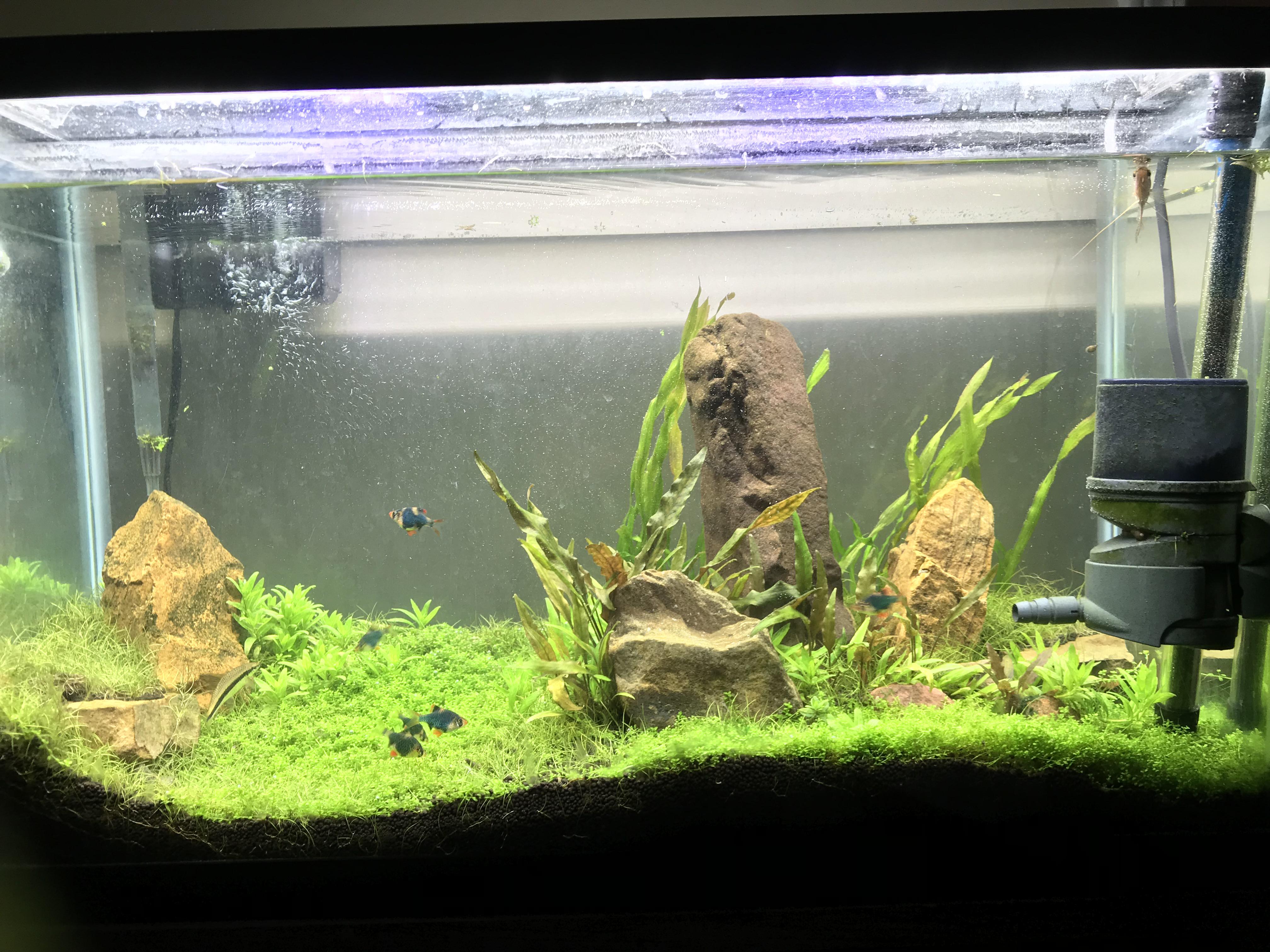 Pretty proud of my carpet finally got the algae under control r/Aquariums