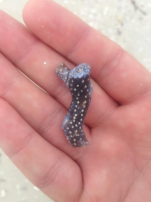 Agatized Coral Branch Honeymoon Island FL r/rockhounds