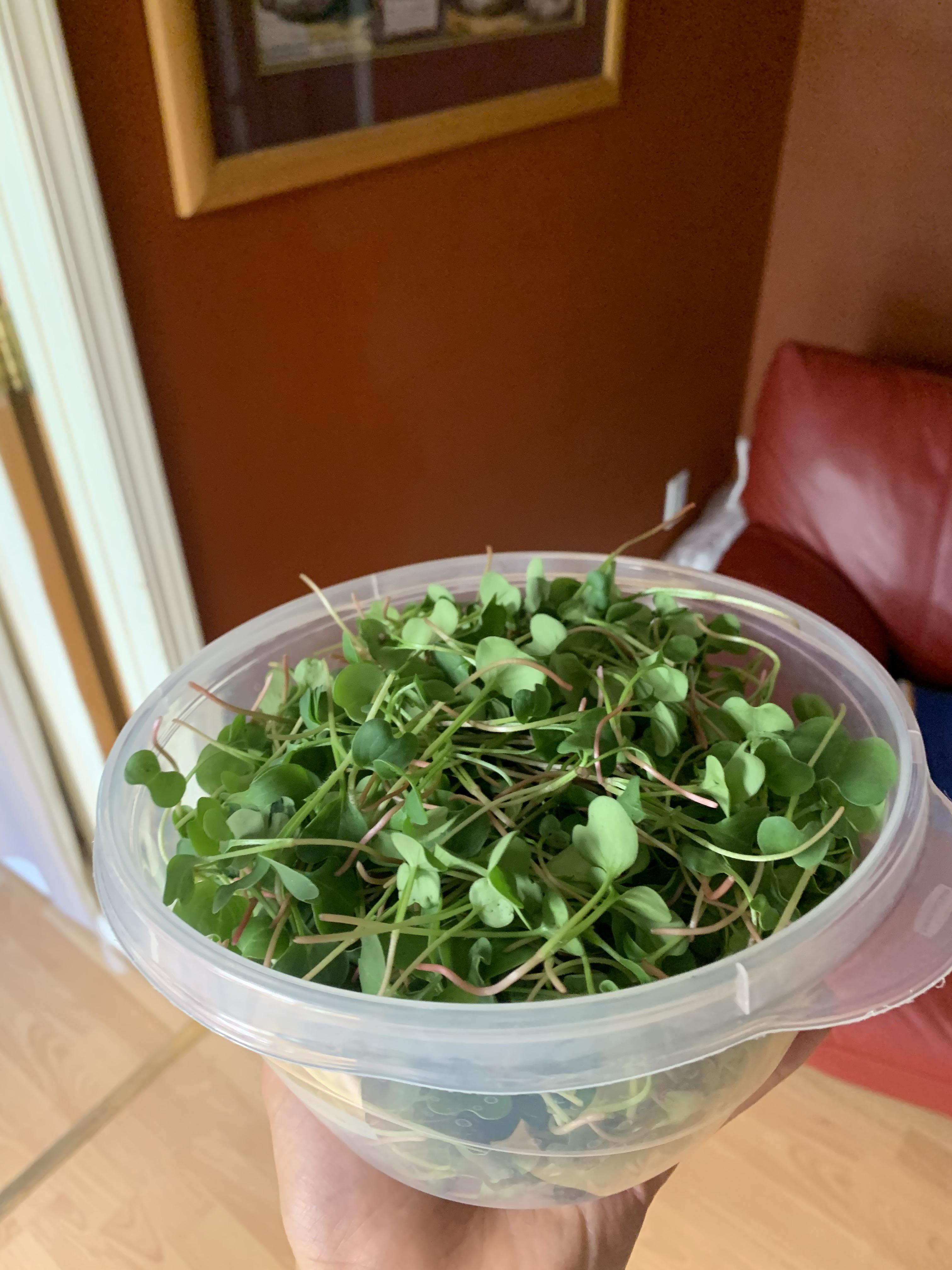 Best place to buy 1" trays microgreens
