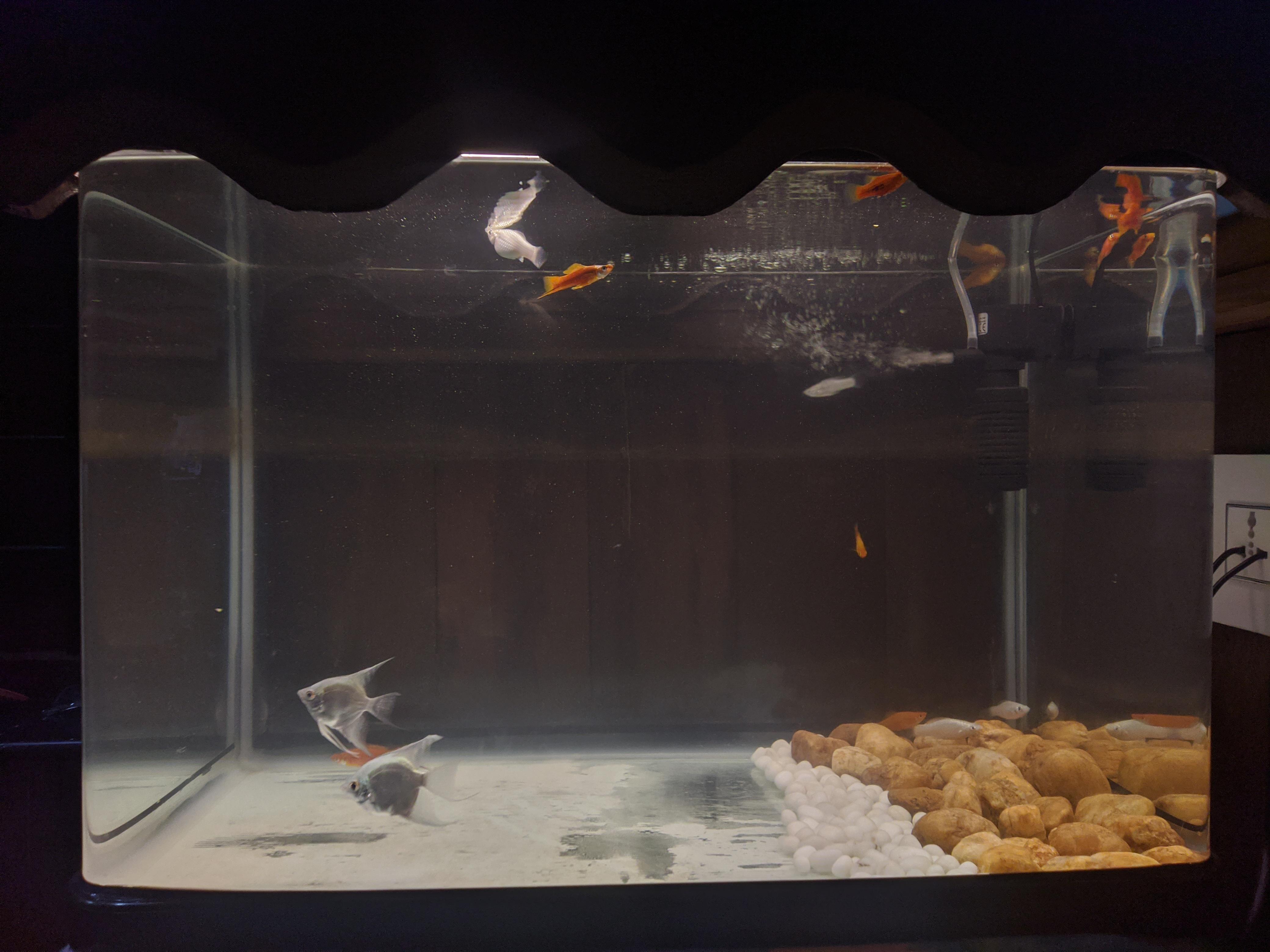 Is my tank overcrowded?What fish can I add with swordtails, platies