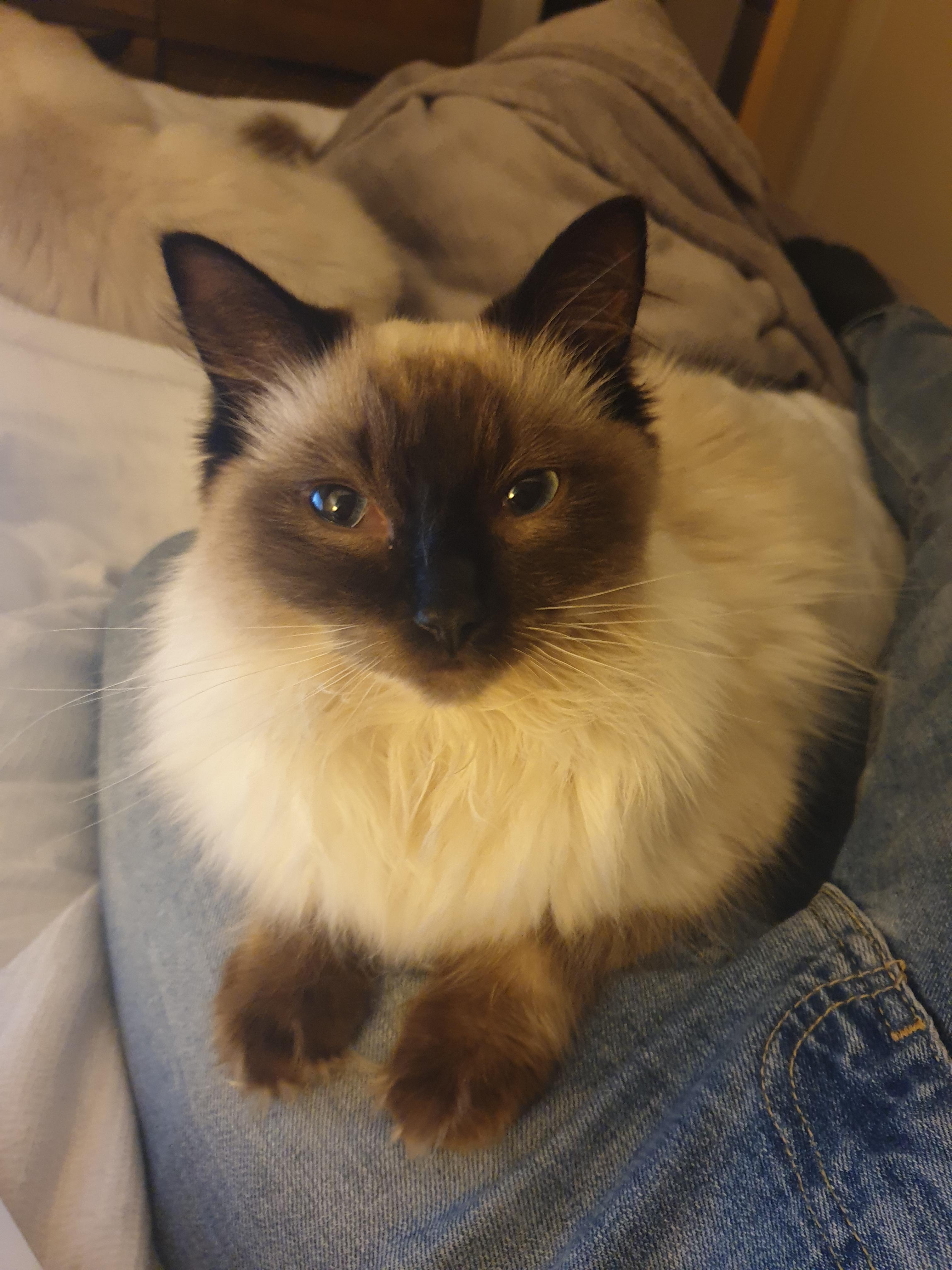 I love that Billie has grown into a lovely lap cat. It's only took a