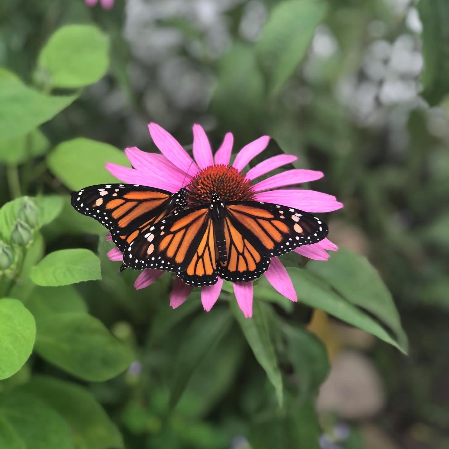 Butterfly won’t fly away. It’s been hours. Front left leg seems