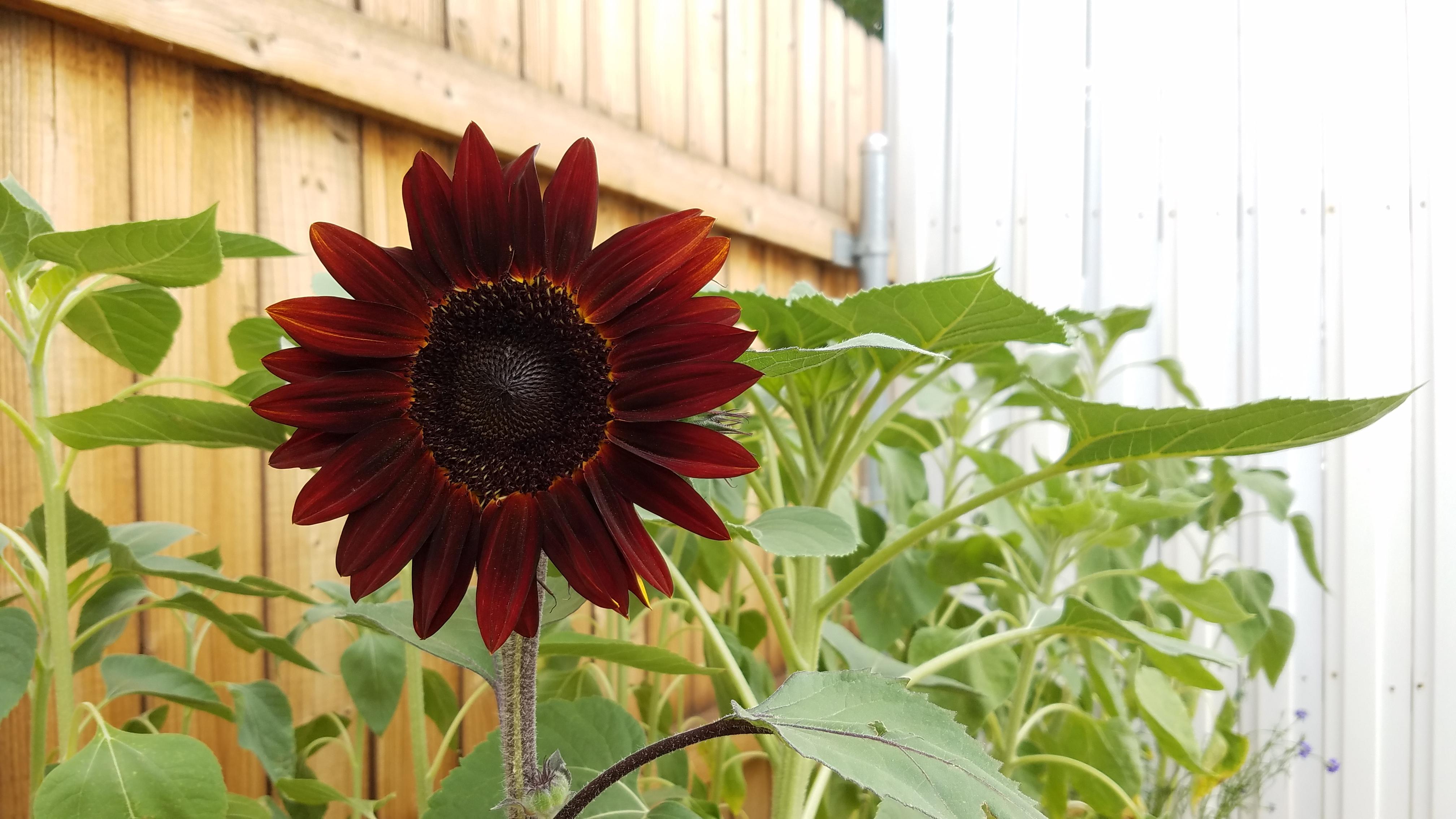 My first sunflower bloom in my first garden! r/gardening