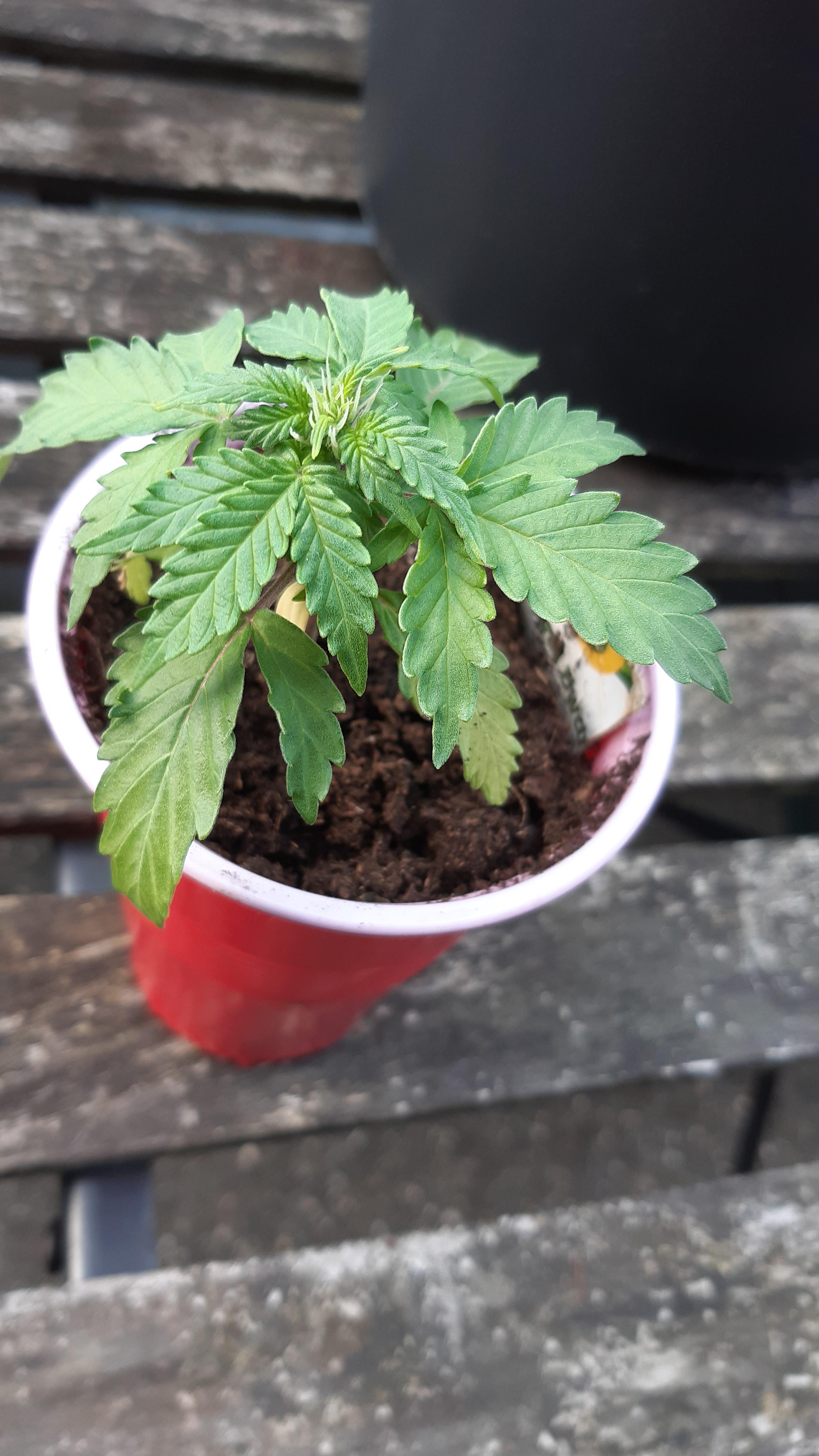 2 week old autoflower, how is this flowering already? Is there even a point to put it in a