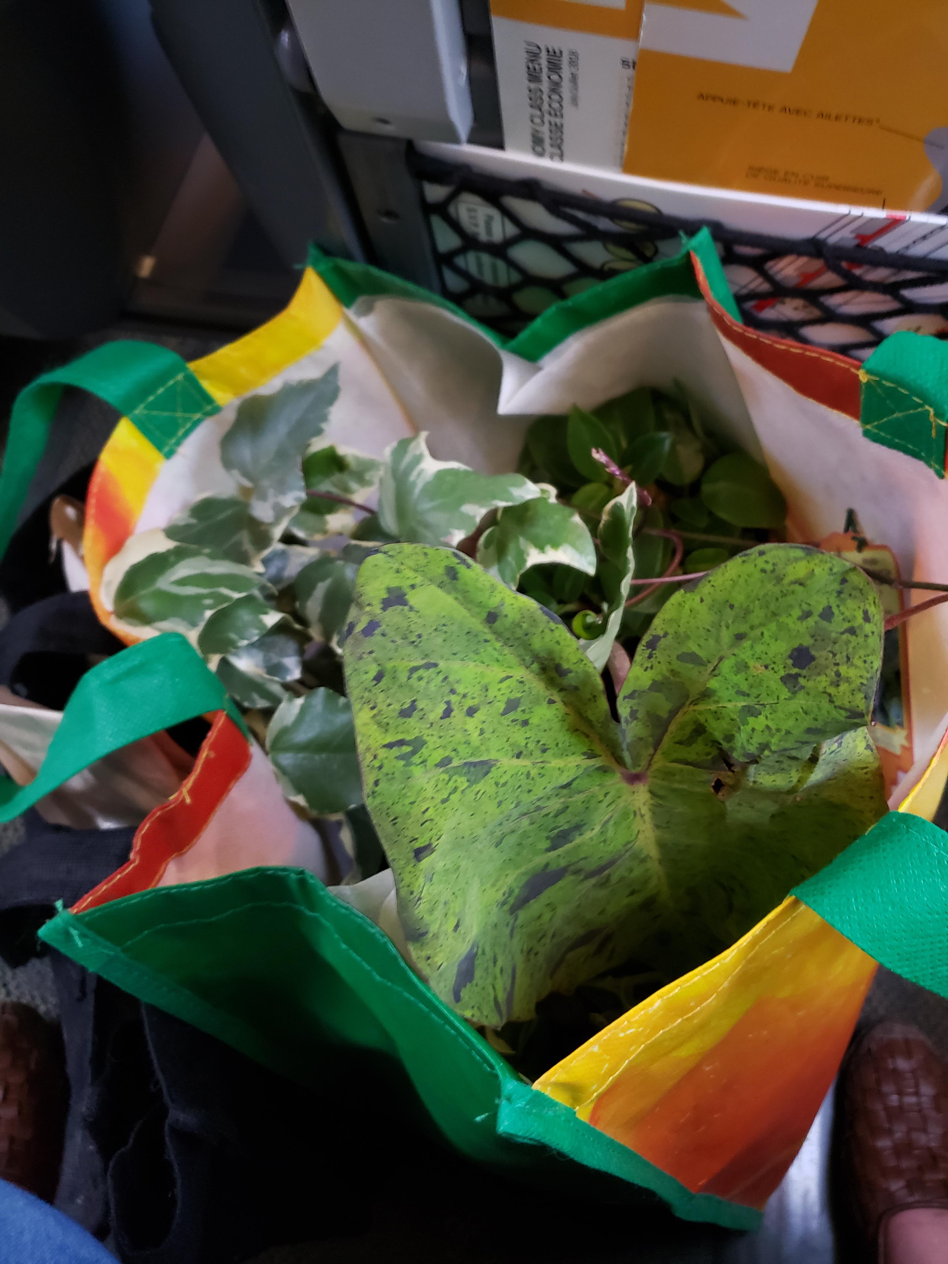 Plants On A Train the sequel to Snakes On A Plane r/houseplants