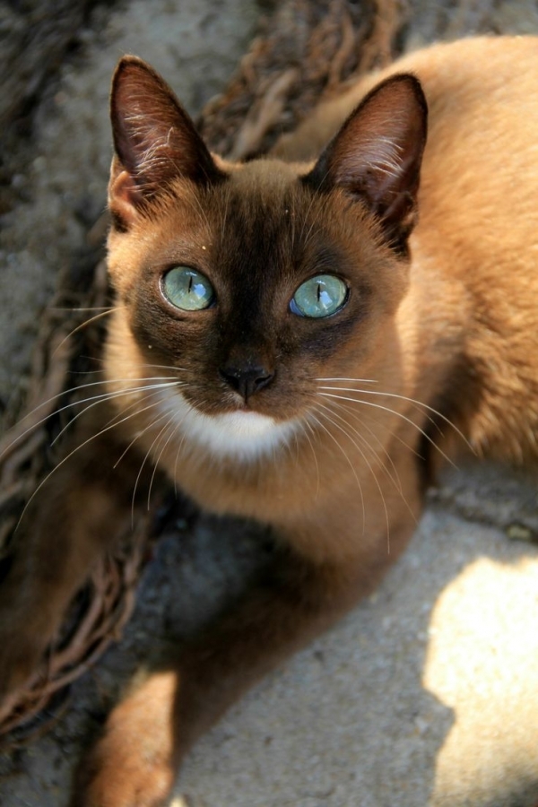 One of the most beautiful cats I've ever seen. r/aww