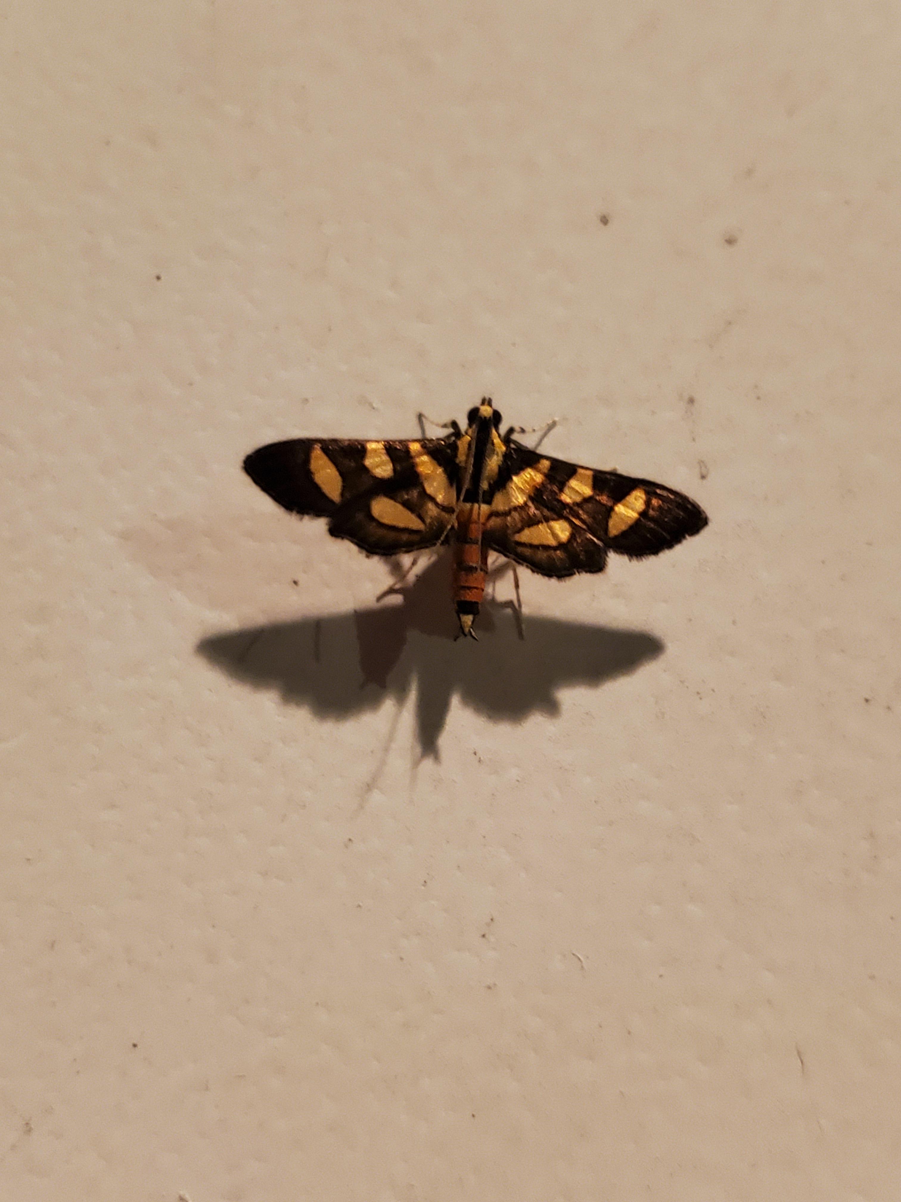 Black and gold moth, seen in north Florida, about a centimeter from