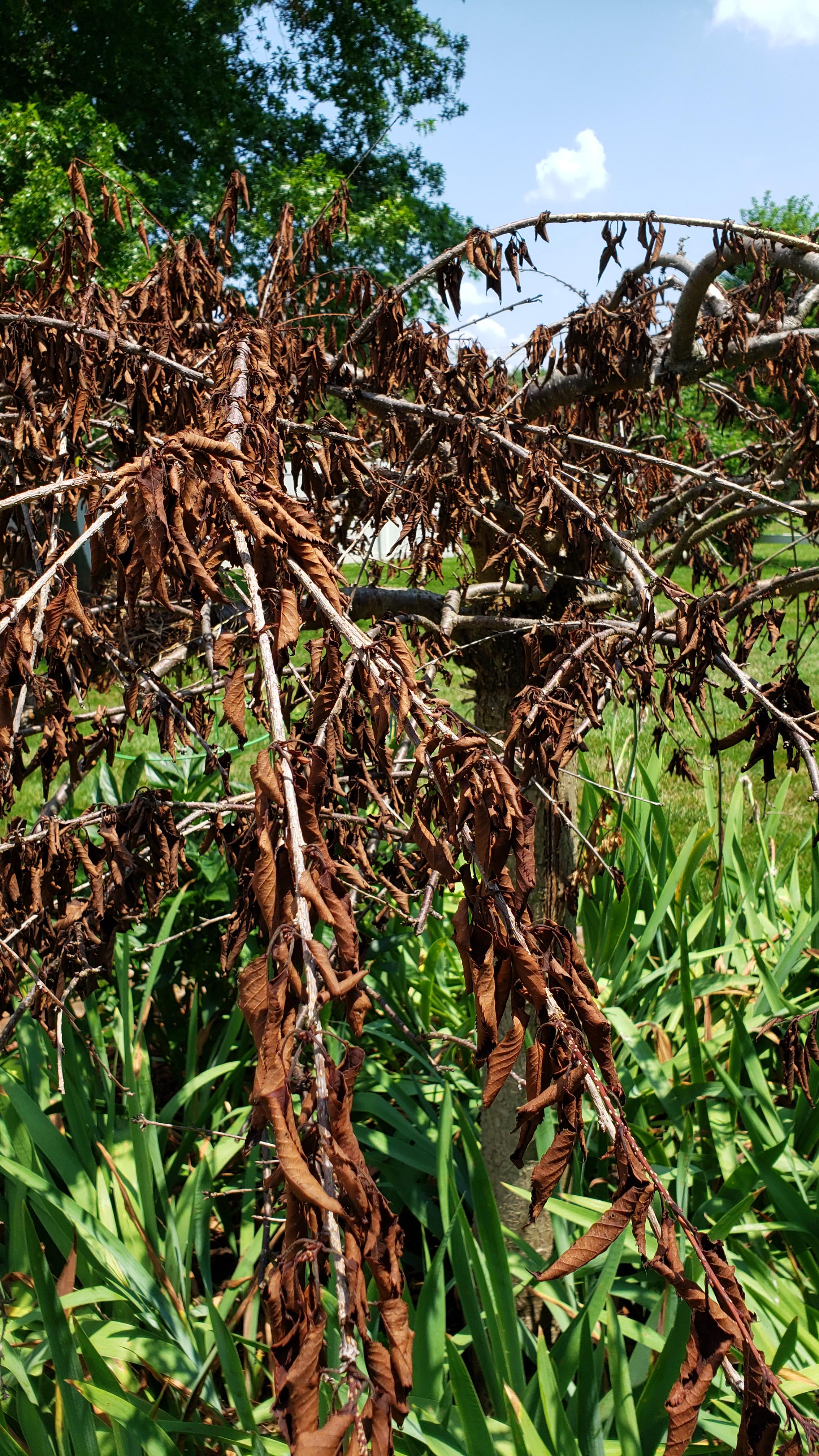 Weeping Cherry Died Suddenly r/sfwtrees