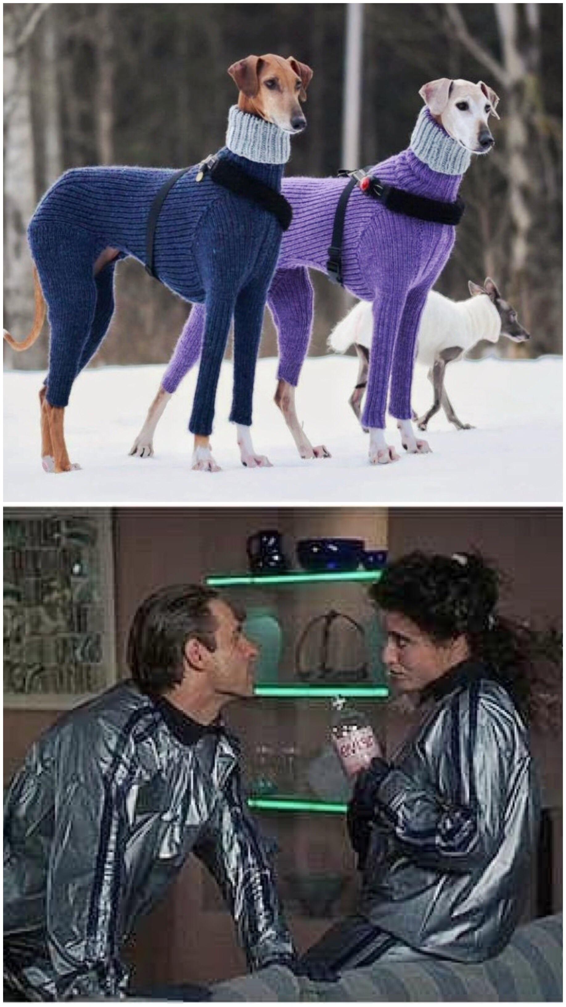 Todd and Margo IRL “as dogs” r/funny