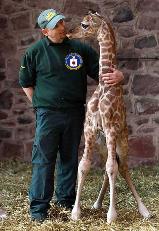 Supposedly "giraffes" are 15 to 20 feet tall. Then how is