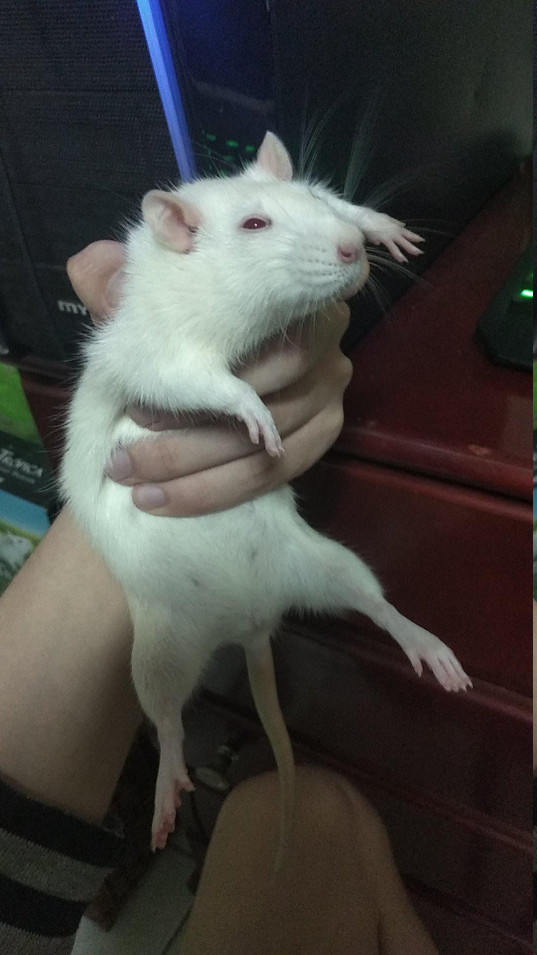 My companion on online classes. Thanks for making my quarantine less