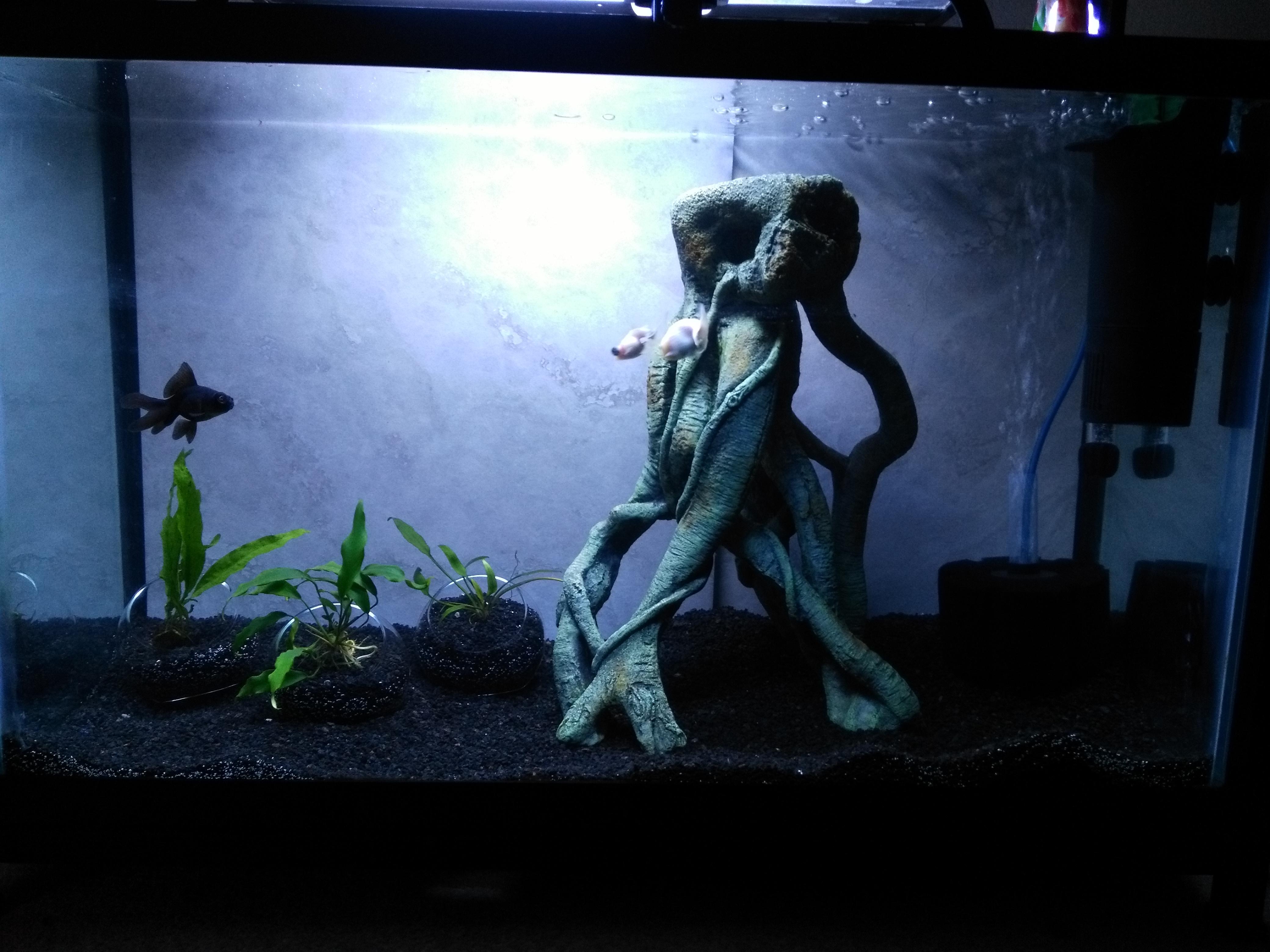 29 gallon planted fancy goldfish tank r/Aquariums