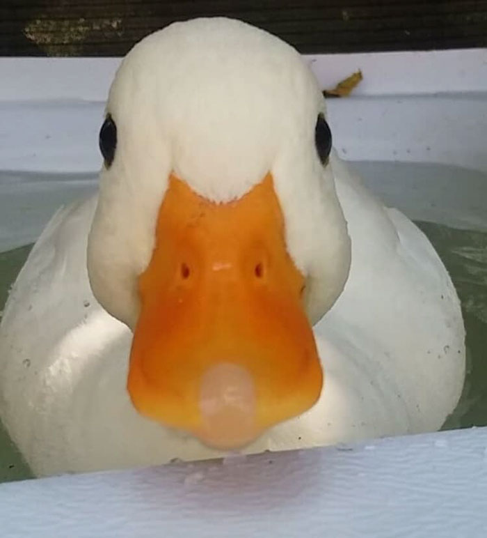 Im watching you... r/duck