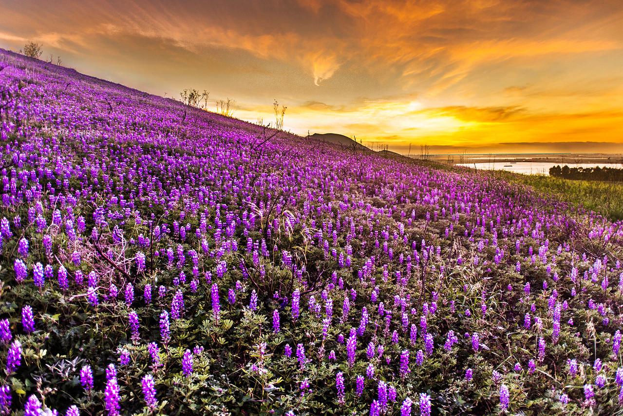 Present state of wildflowers here in my Corpus Christi Tx yard. I hear