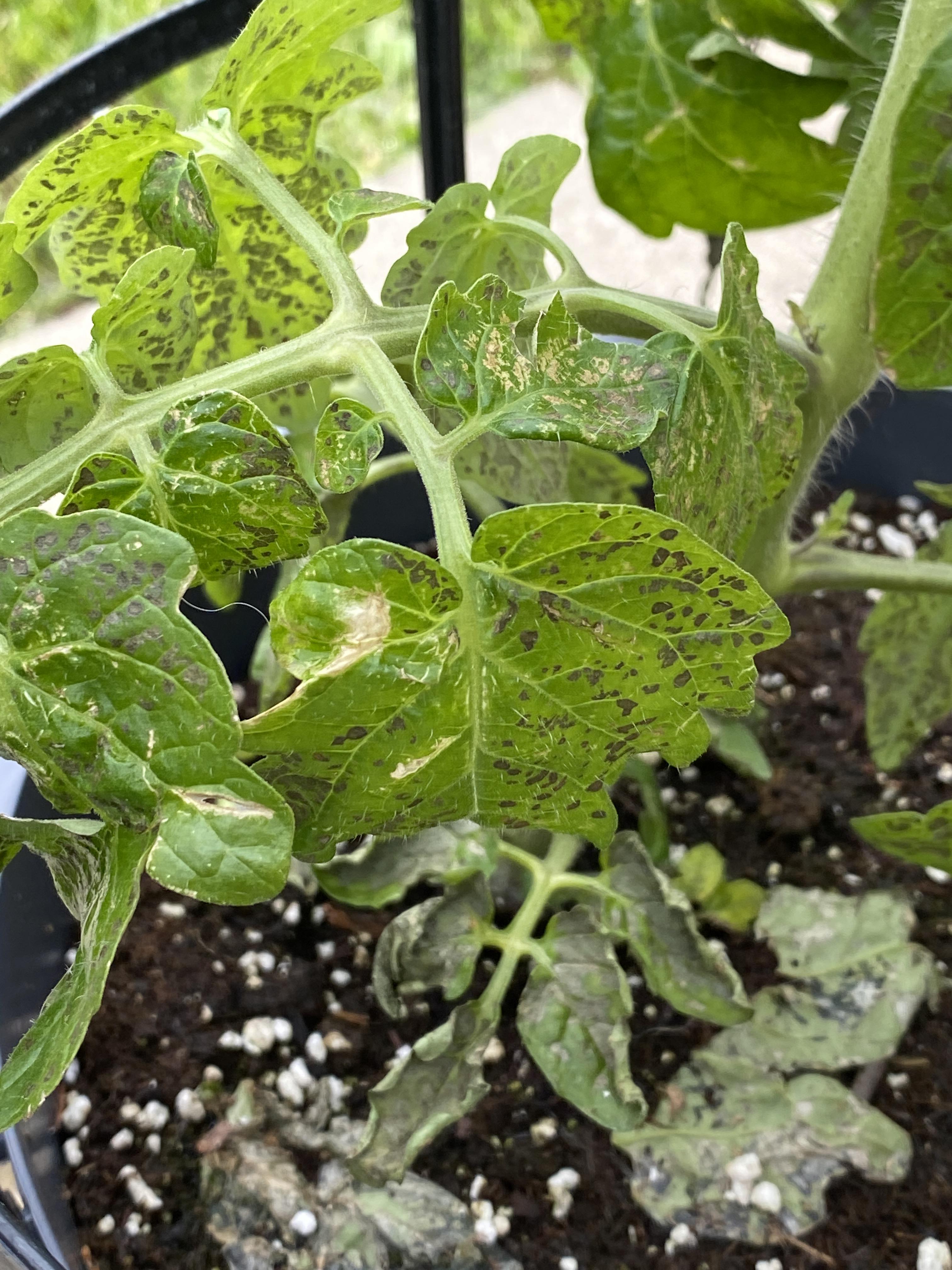 What do I do? Why do my tomato plants leaves look like this? r/gardening