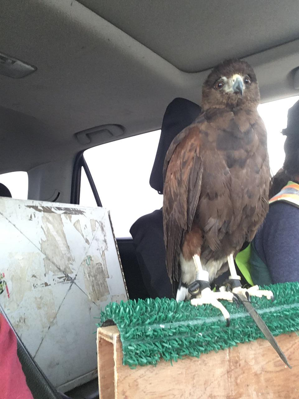 I’ve accepted a job as an abatement Falconer. I’m far from a master but