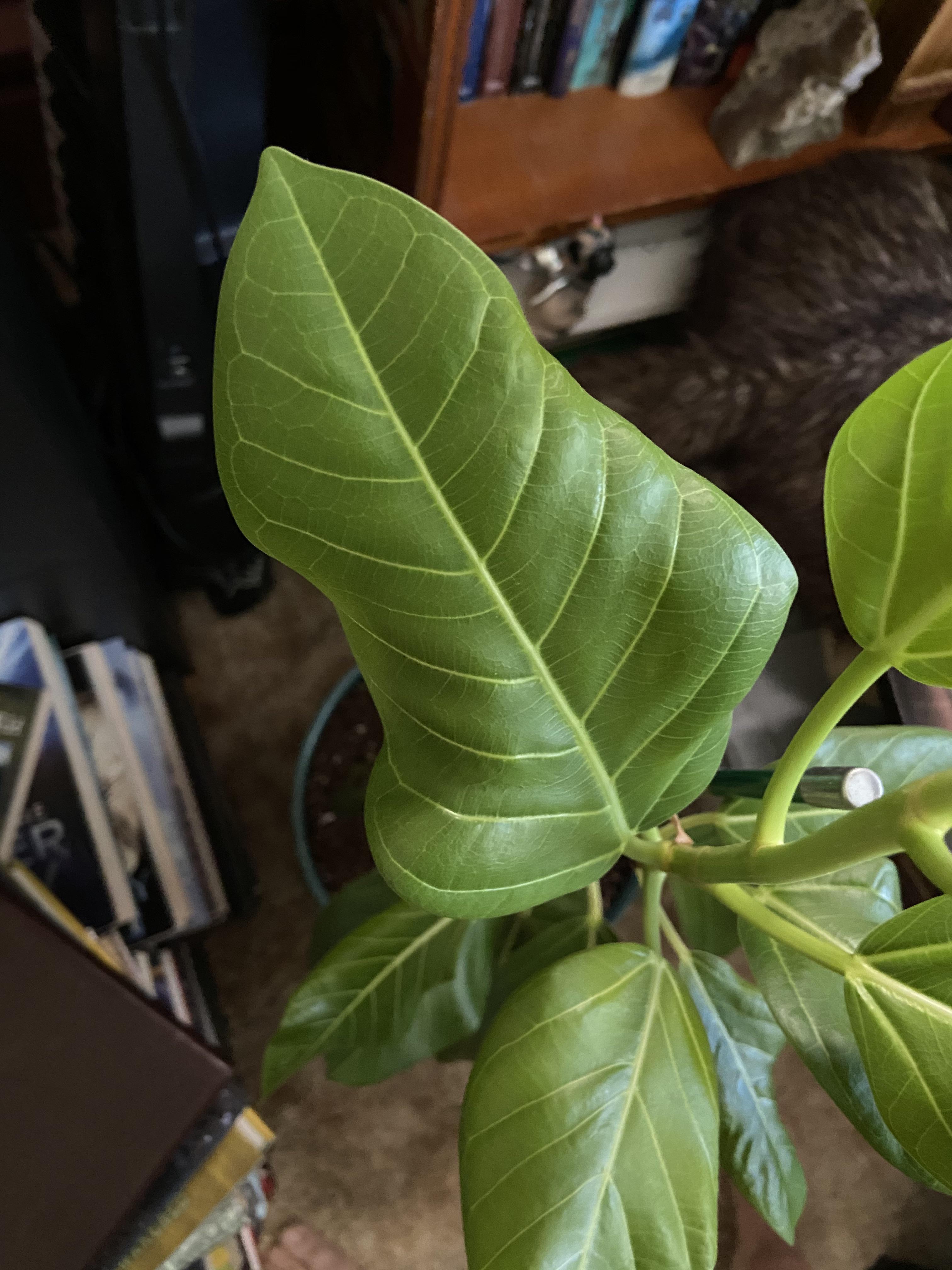 The leaves on my ficus Audrey are curled. Is it from over/under