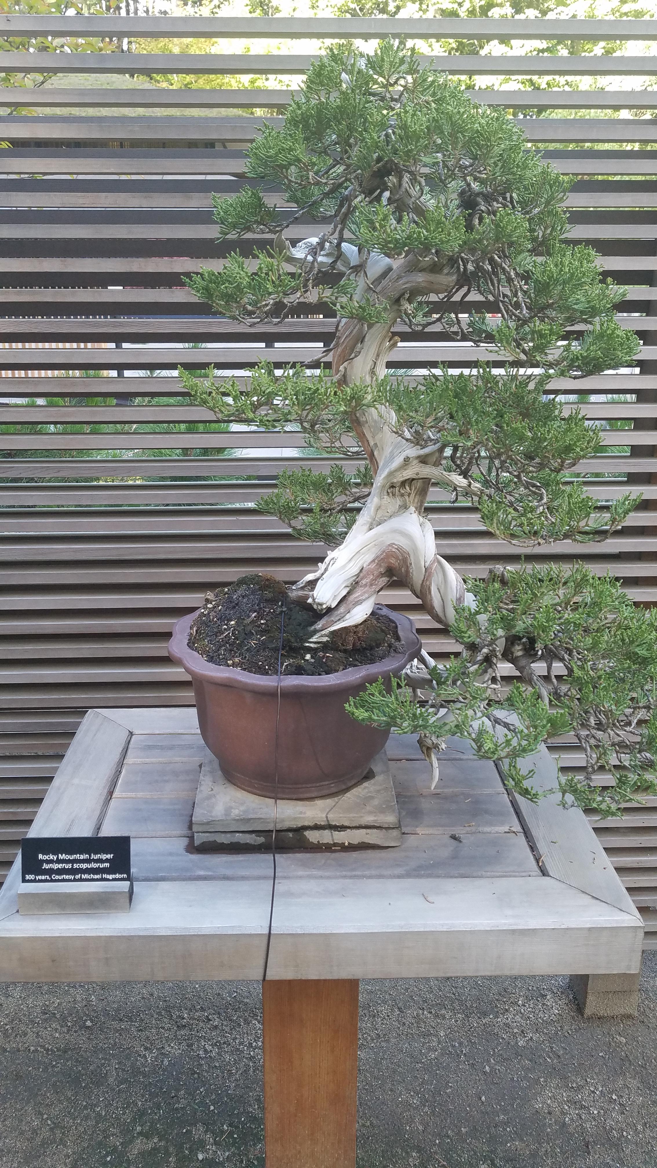 300 year old Bonsai at Portland, Oregon Japanese Gardens r/BeAmazed