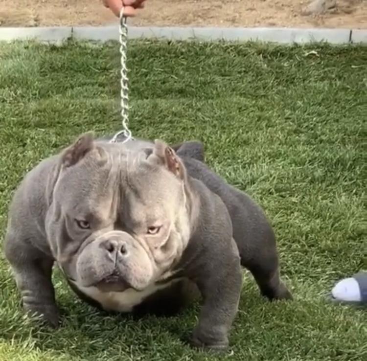 The Incredible Hulk of dogs AbsoluteUnits