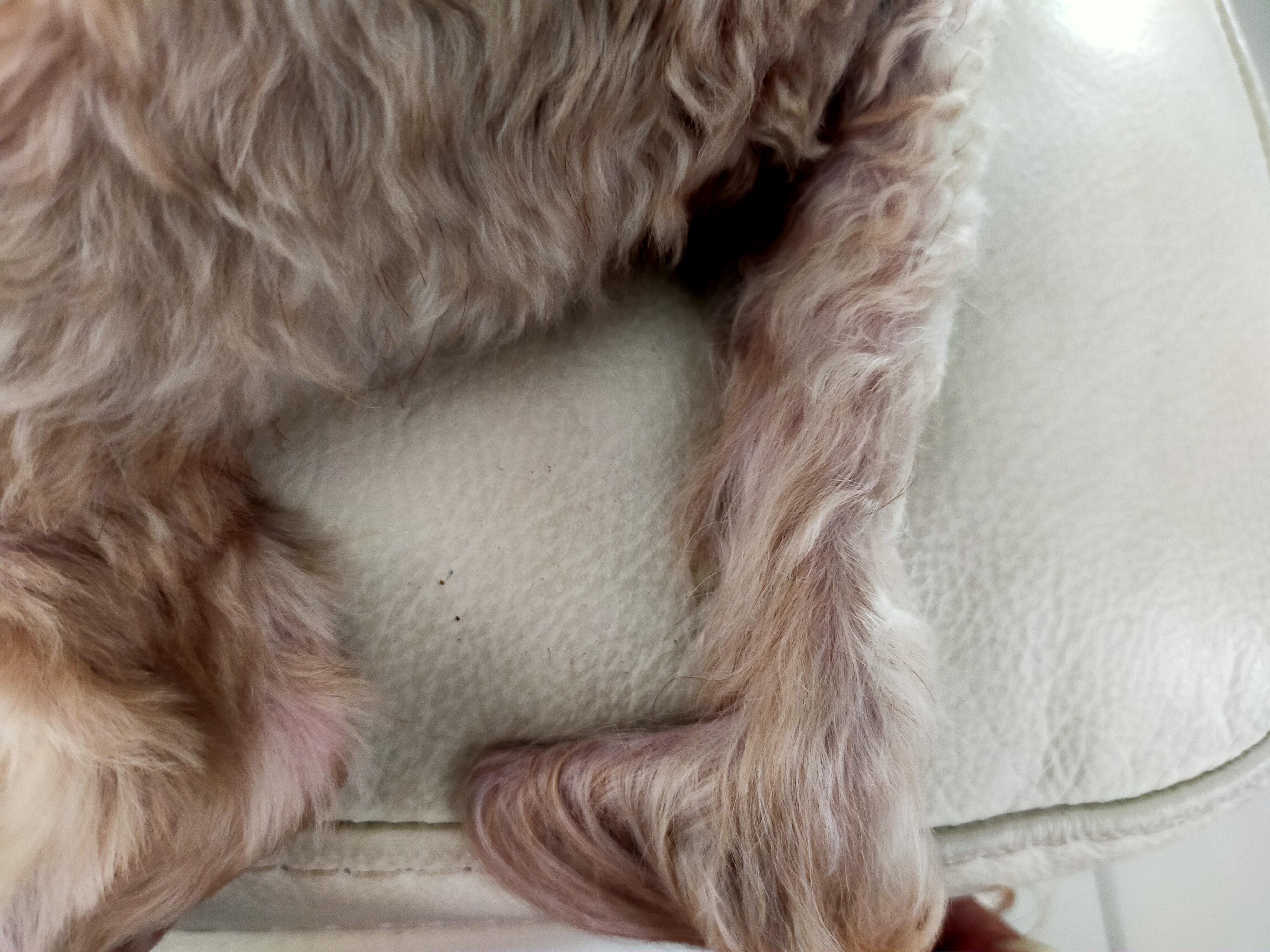 My dog's tail is bent 90degrees r/mildlyinteresting