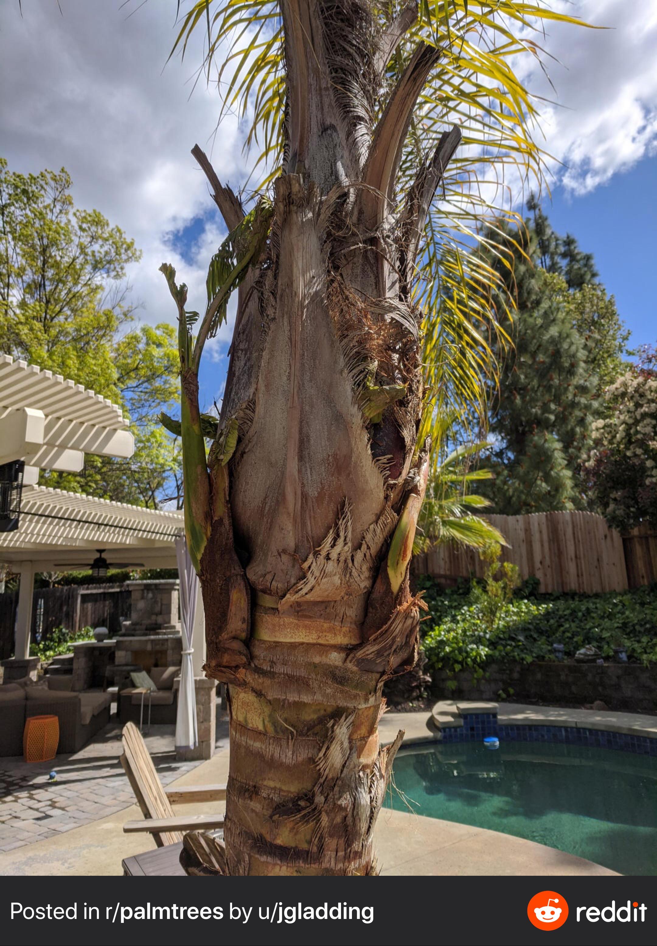 What are these growths on my queen palm? Should I remove them? r/palmtalk