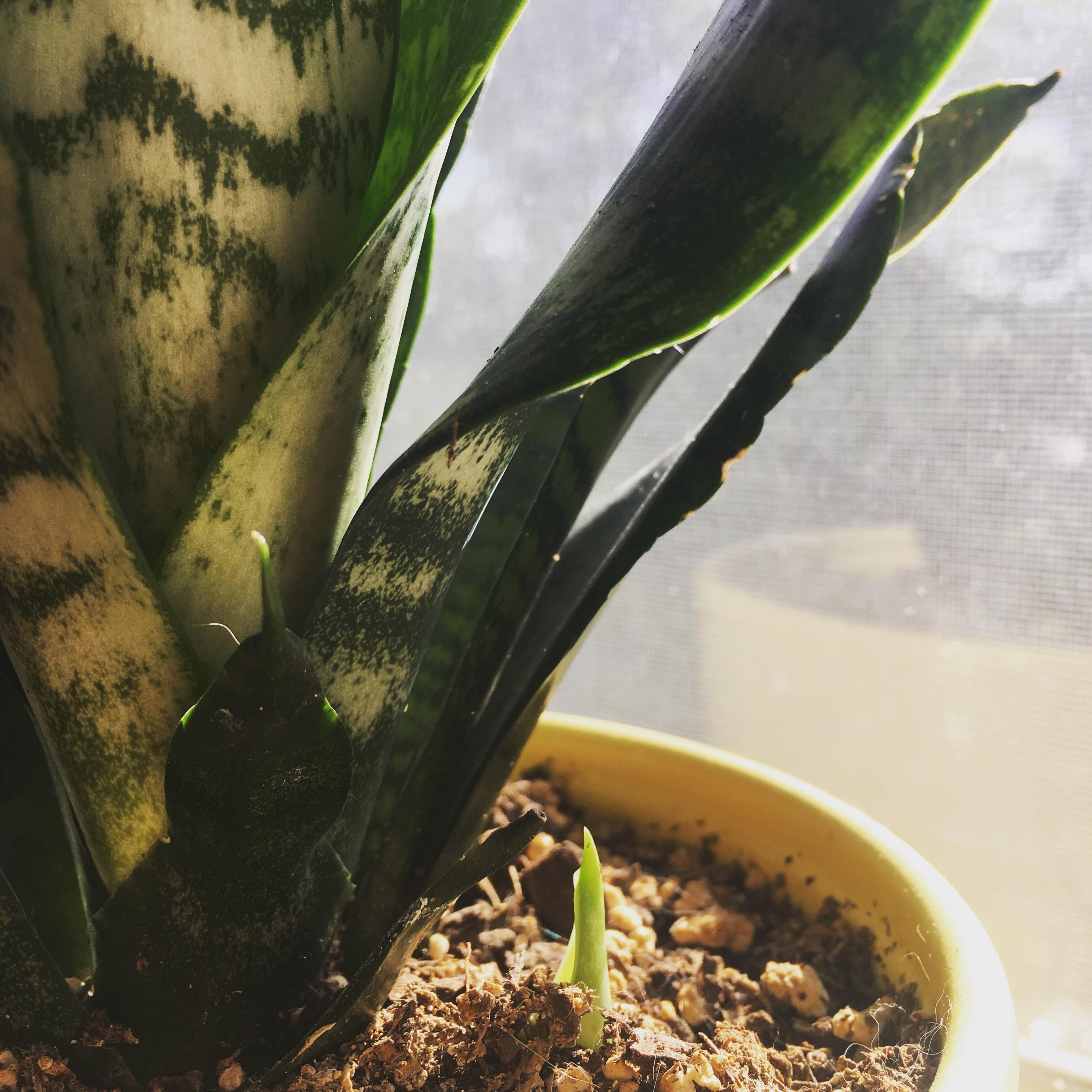 I know Snake Plants aren't the most interesting , but I'm really