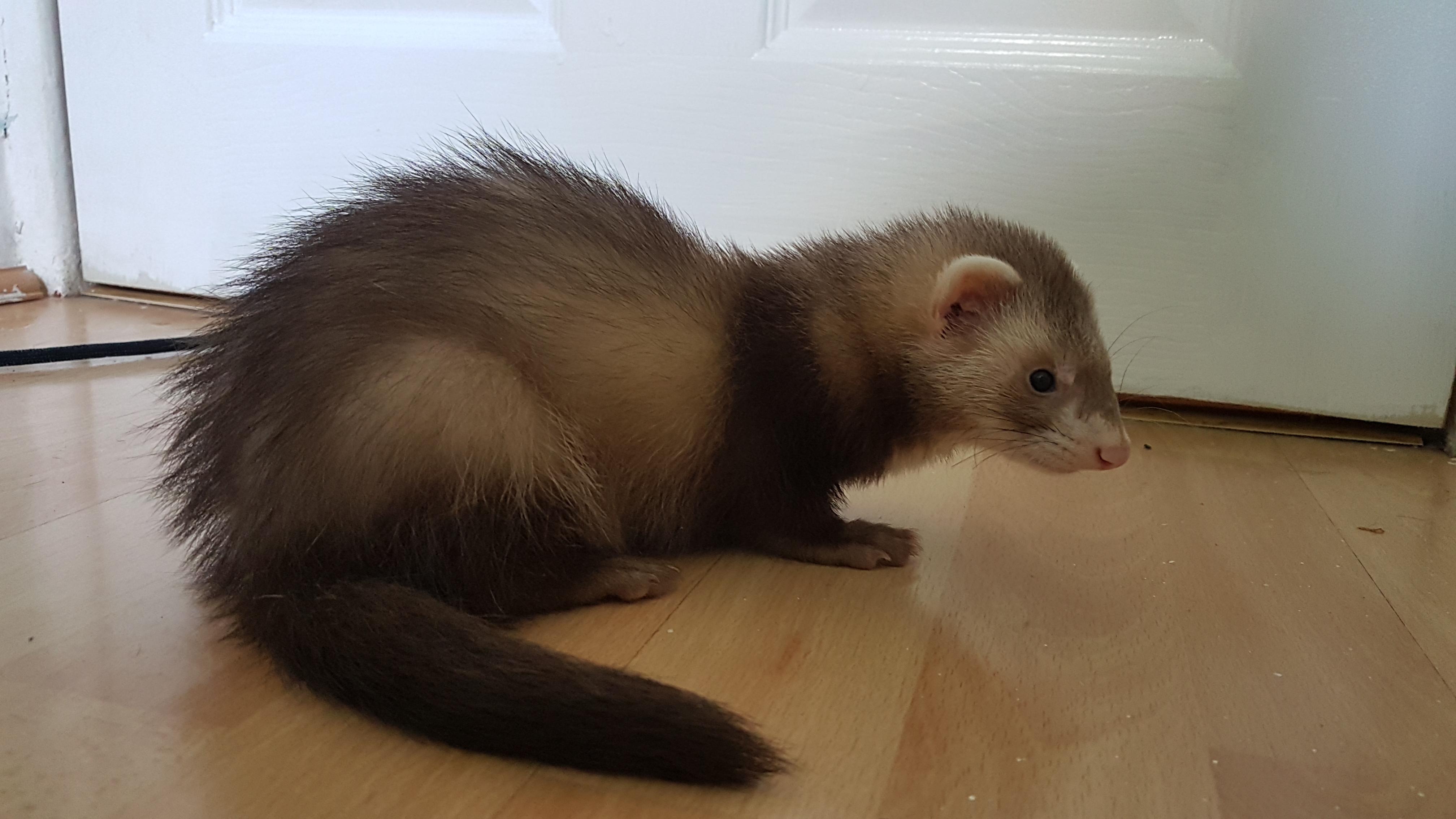 This is Mimic, my semi angora ferret kit 💖 r/ferrets