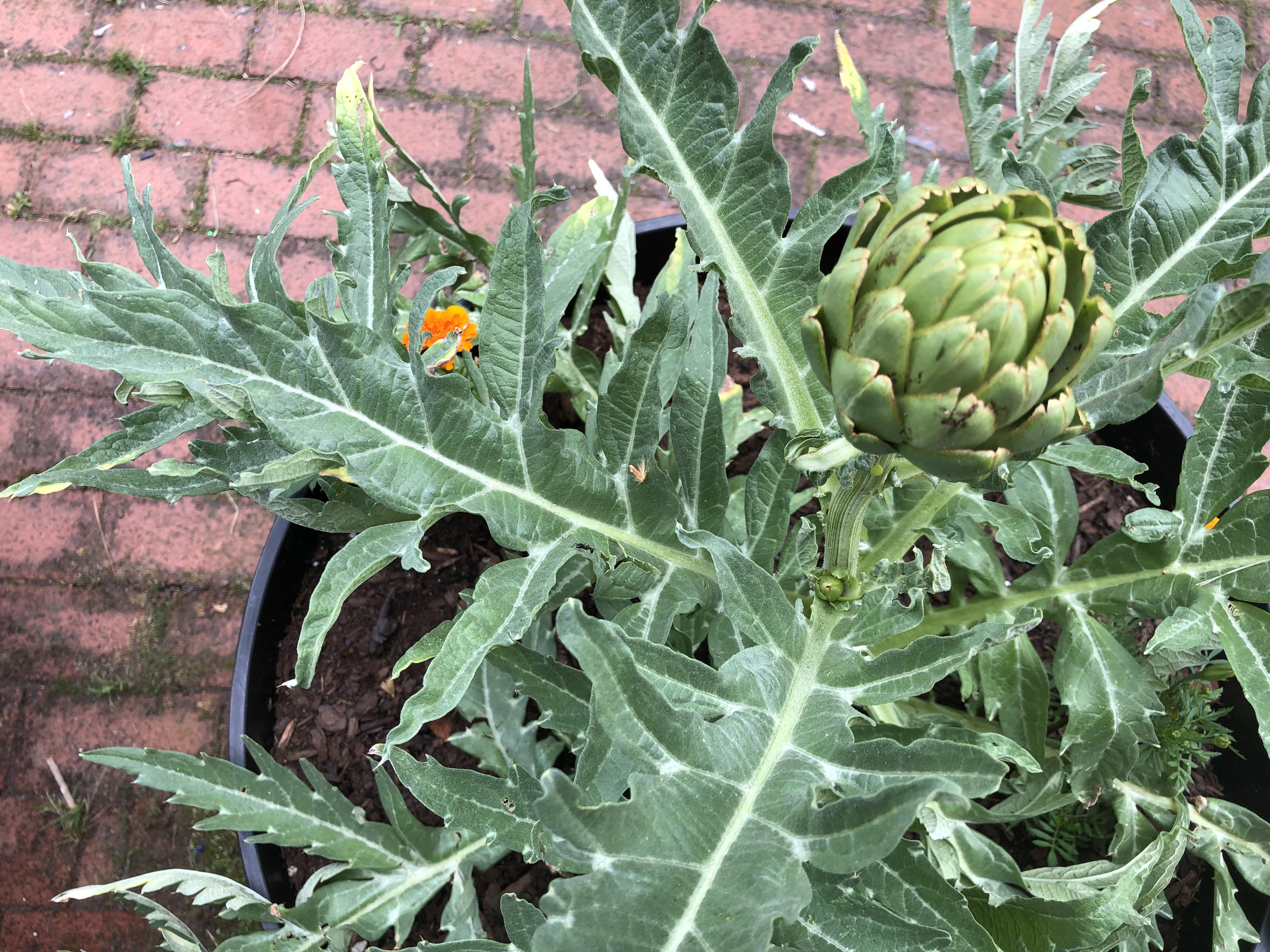 Why do ants love my artichoke plant , what can I do? r/gardening