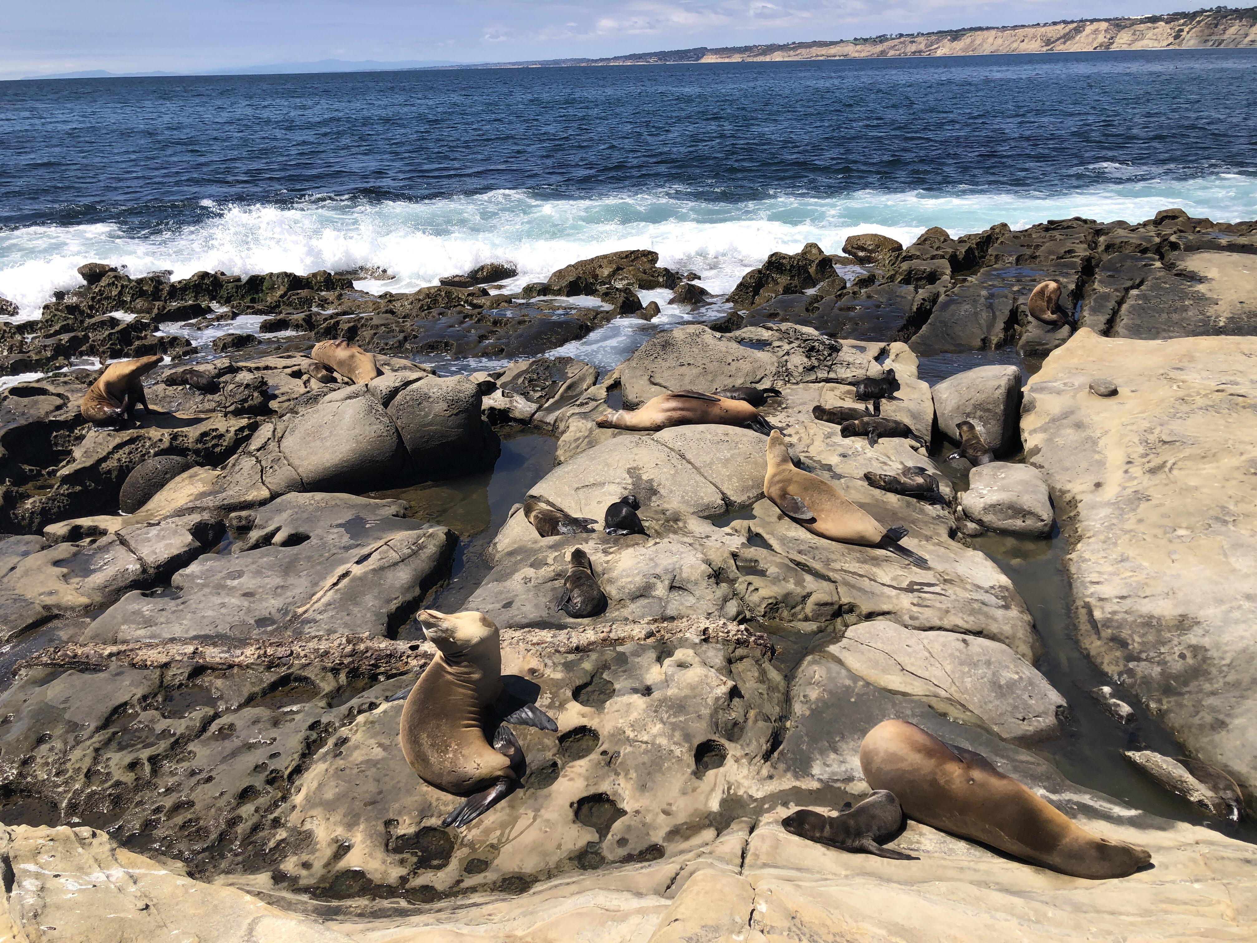 Sea lions near La Jolla Cove sandiego