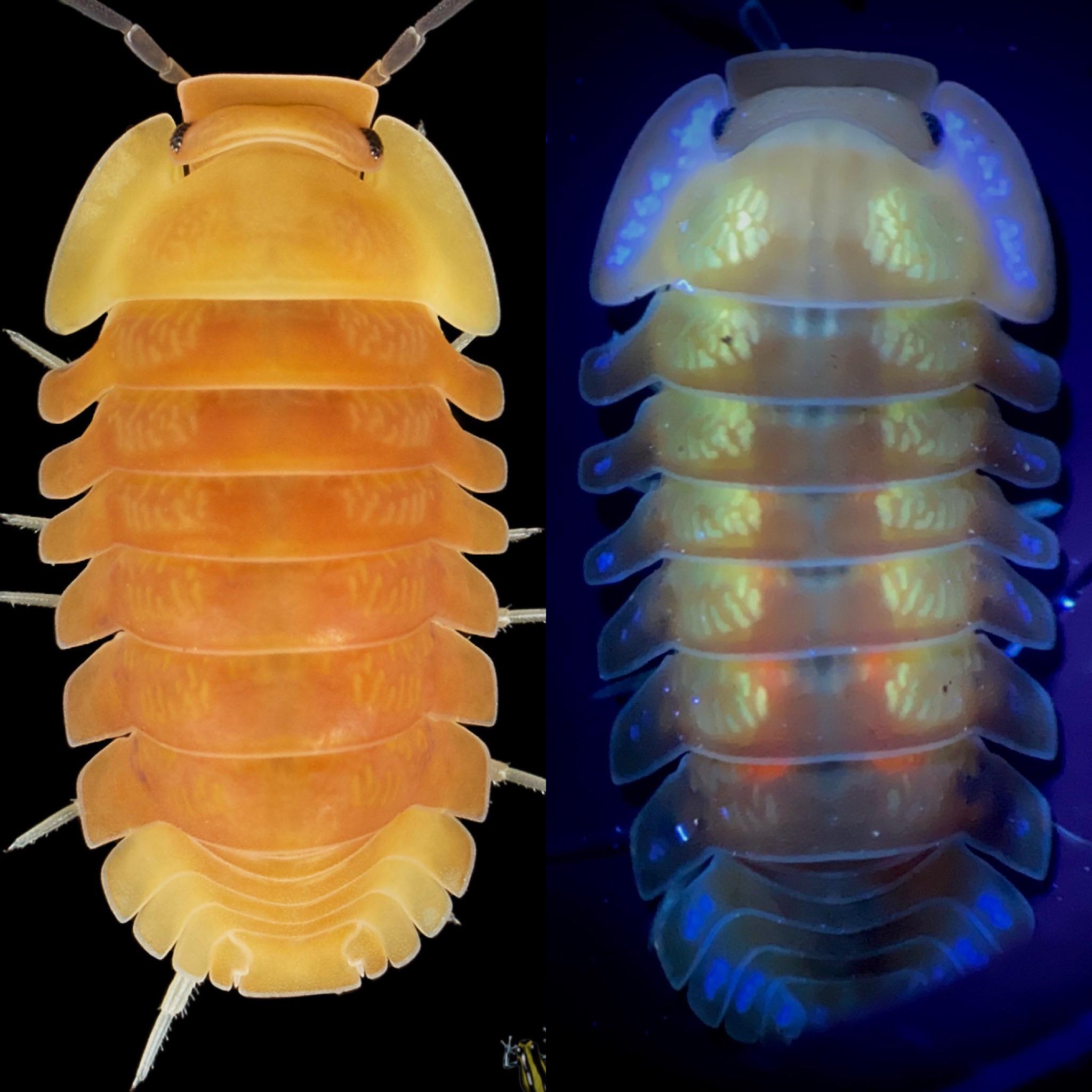 Isopods glow under UV light. This is a Cubaris sp. ‘Blonde Rubber Ducky