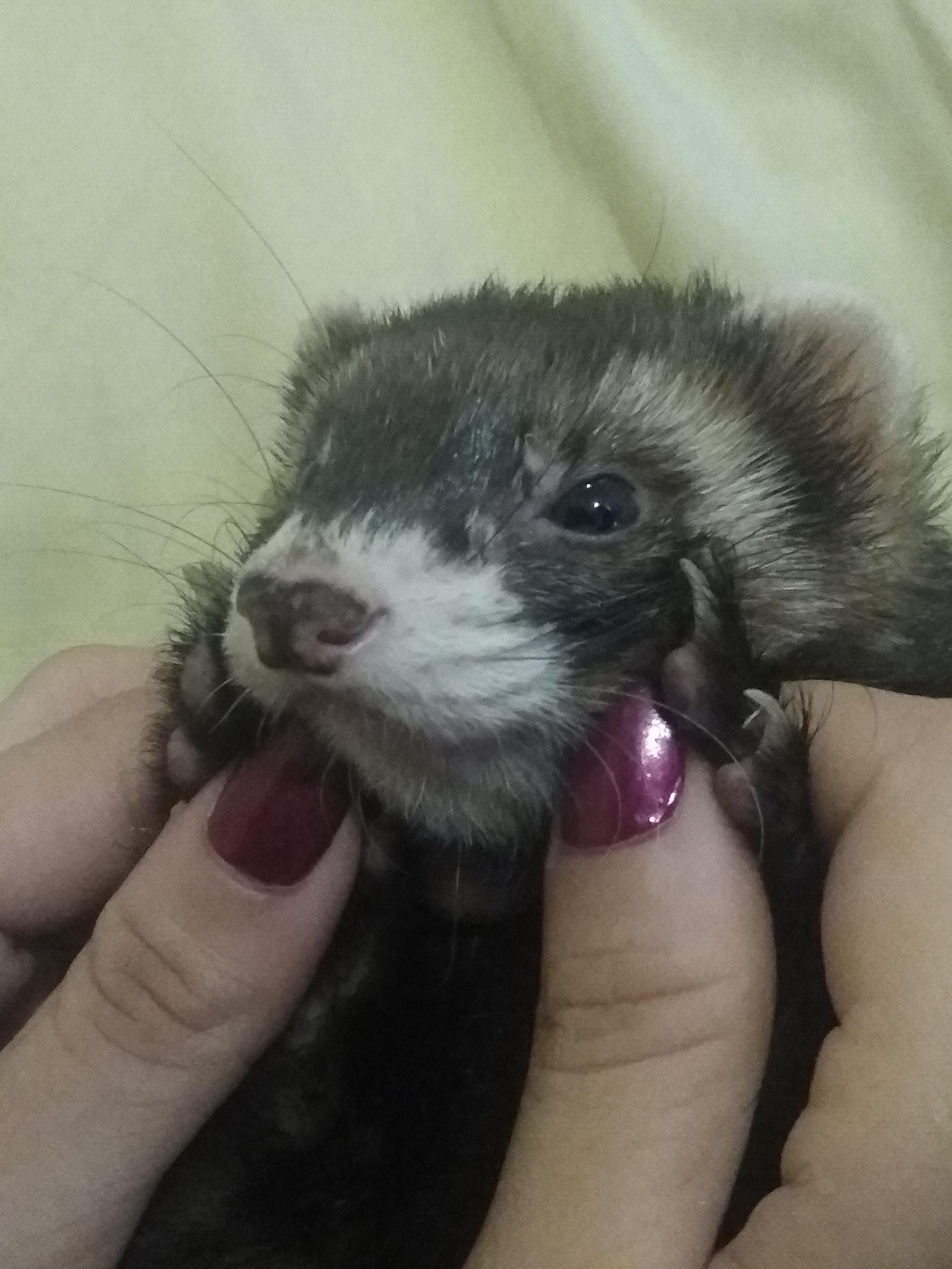 Anyone else let's their ferret just free roam the house 24/7? r/ferrets