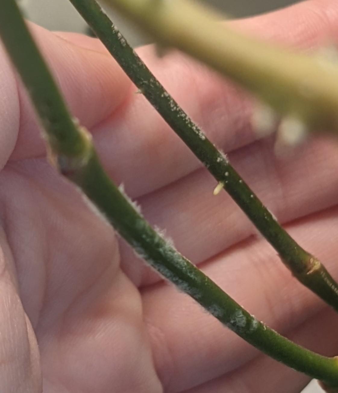 White fuzz on my latifolia stems mold? Don't see mealies. More info