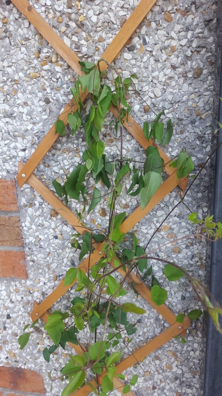 Why is my moms “princess Dianna”clematis wilting at the top? r