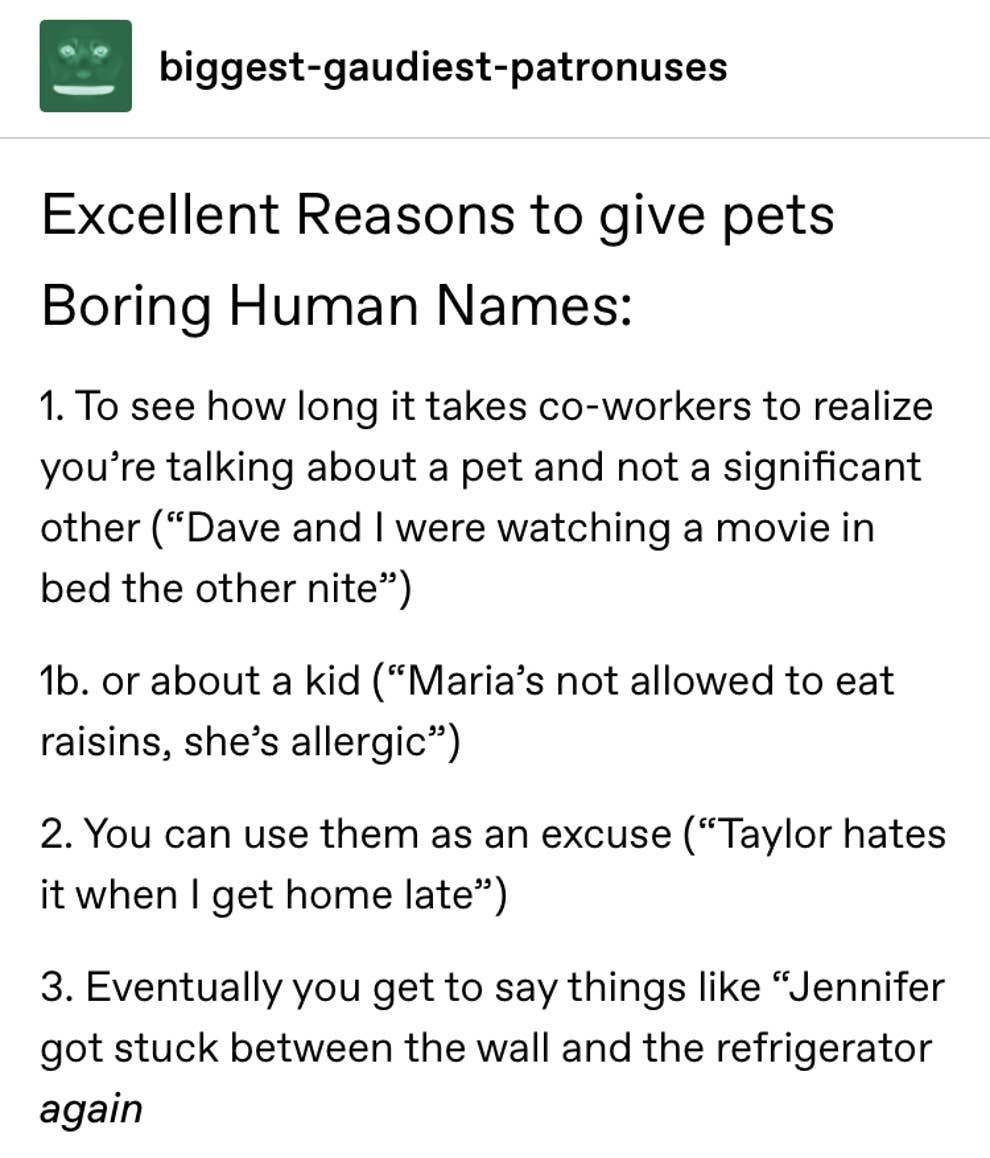 Pet names r/tumblr