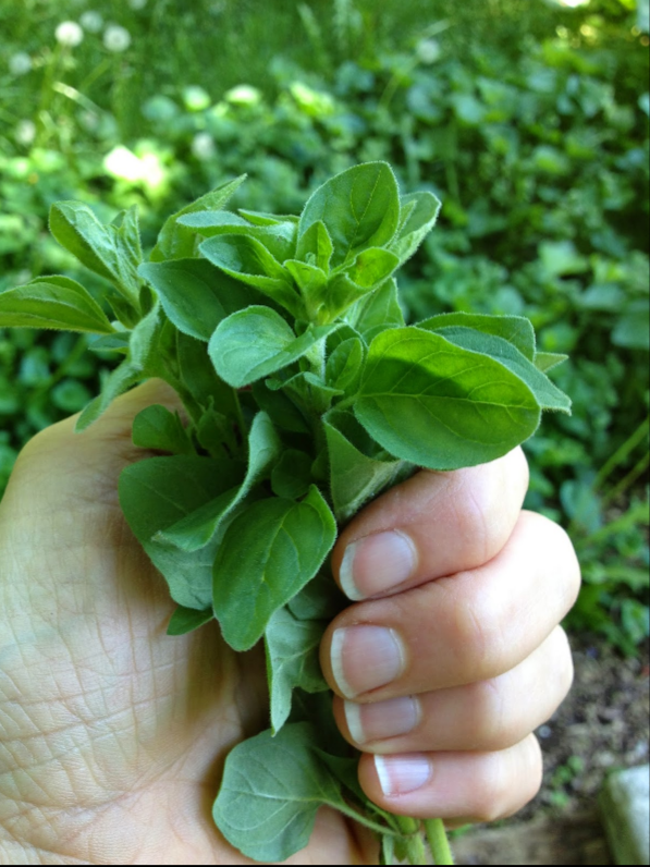 How I eat OREGANO r/GiveMeTheOregano